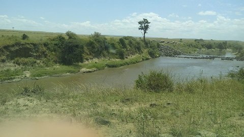 Great Wildebeest Migration In Masai Mara Short Safari.