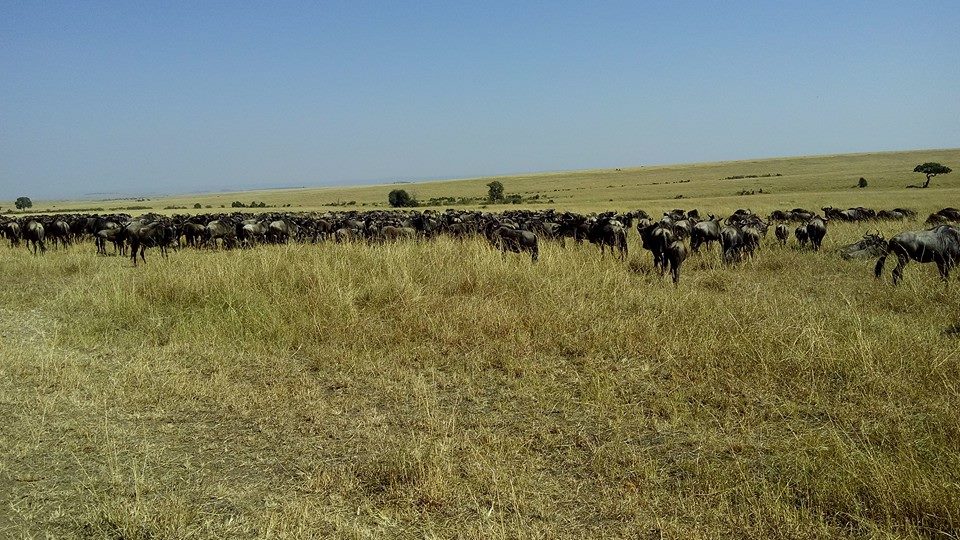 Enjoy Weekend In Africa Nairobi Masai Mara Wildlife Safari.