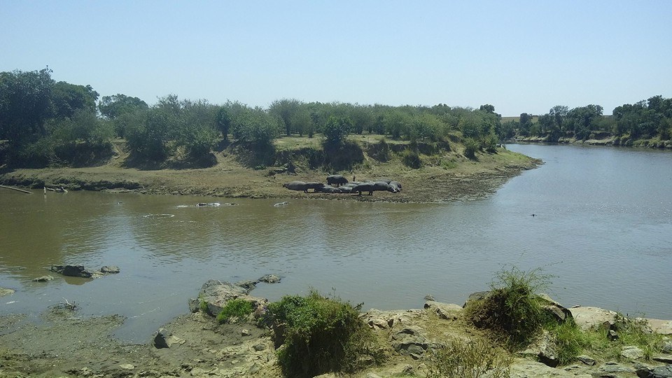 Kenya Adventure Safaris/ Wildebeest Migration in Masai Mara.