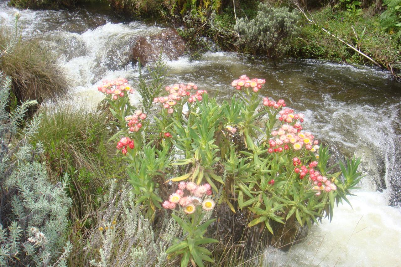 Climbing, Hiking,Trekking Mount Kenya Adventure Trip -YHA Kenya Travel.