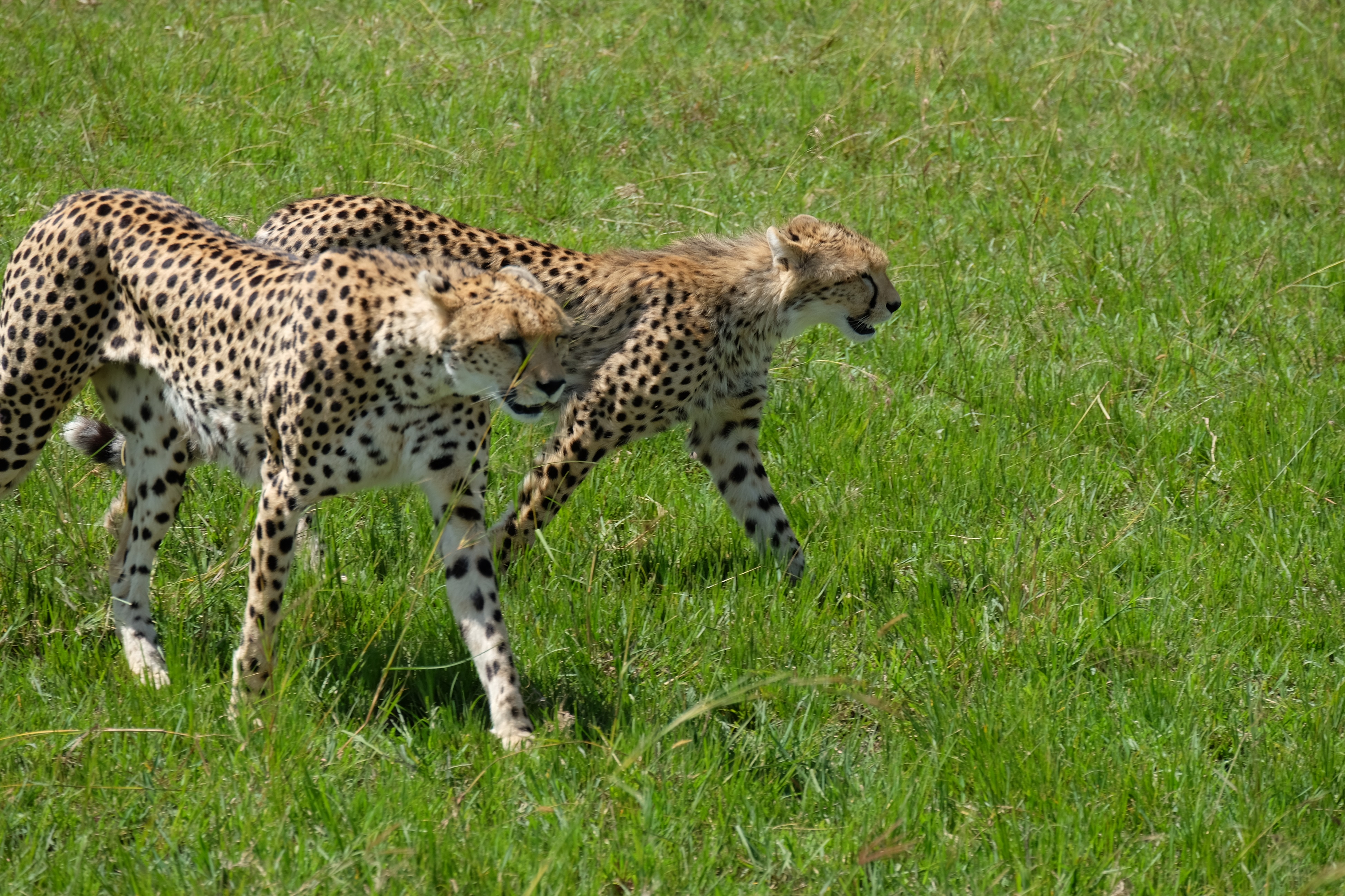 African Active Adventure Safaris/Africa Budget Tours/ YHA Kenya Travel