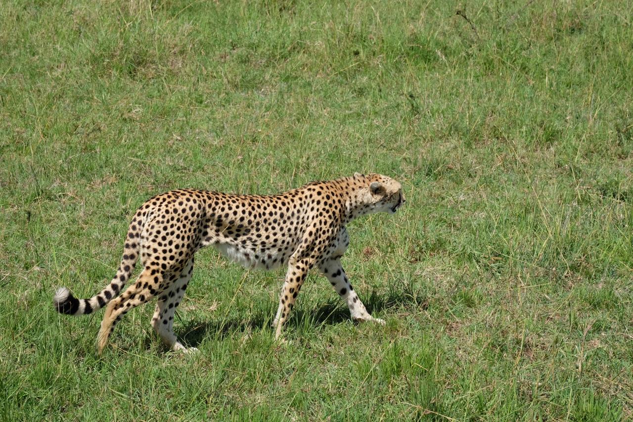 Hot Air Balloon Safaris,Balloon Safari Adventures Masai Mara Kenya.