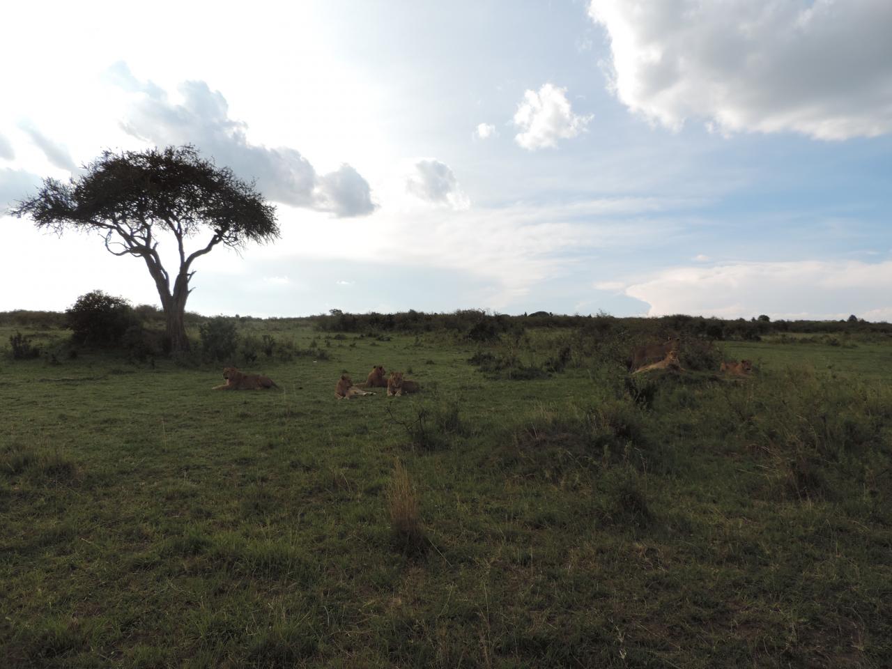African Wildlife Adventure Safaris/ Kenya Tour Holidays/Safari Bookings.