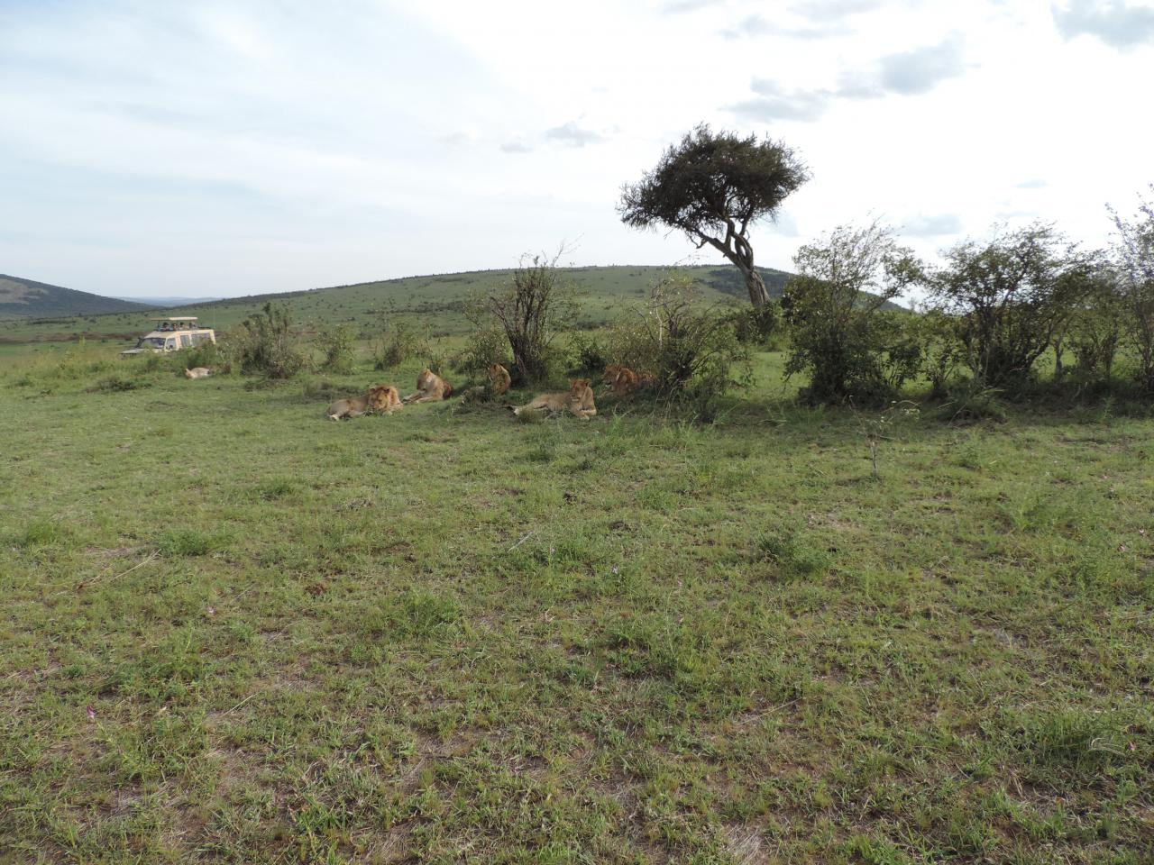 Wildlife Adventure Safaris Bookings/YHA Kenya Travel Budget Tours/Holidays.