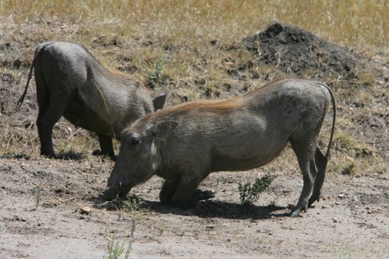 Discover Kenya Adventure Safaris/YHA Budget Tour Activities.