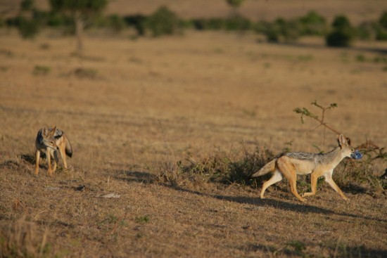 Explore And Discover Kenya Adventure Safari Activities.