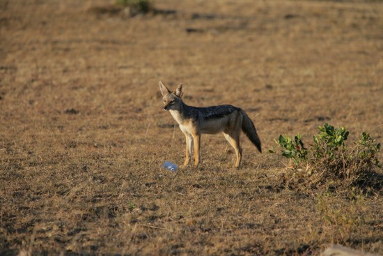 Discover Wildlife on Kenya Adventure Safari Activities.