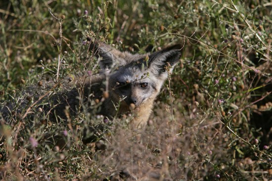 Best of Kenya Adventure Safari Activities Package.