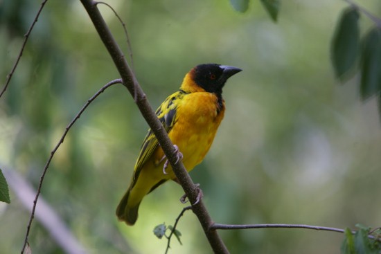 Birds of Kenya Adventure Safaris/YHA Kenya Travel Tours.