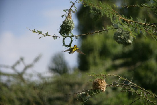Birds of Kenya-Wildlife Safaris-YHA Kenya Travel.