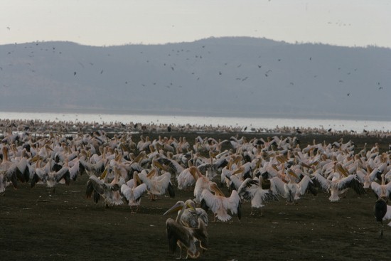 Flamingoes at Lake Nakuru/Adventure Camping Tours Kenya.