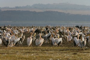 Kenya Adventure Safaris, Active Adventures, YHA Kenya Travel.