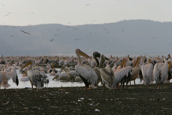 Flamingoes at Lake Nakuru/Budget Kenya Adventure Safari.