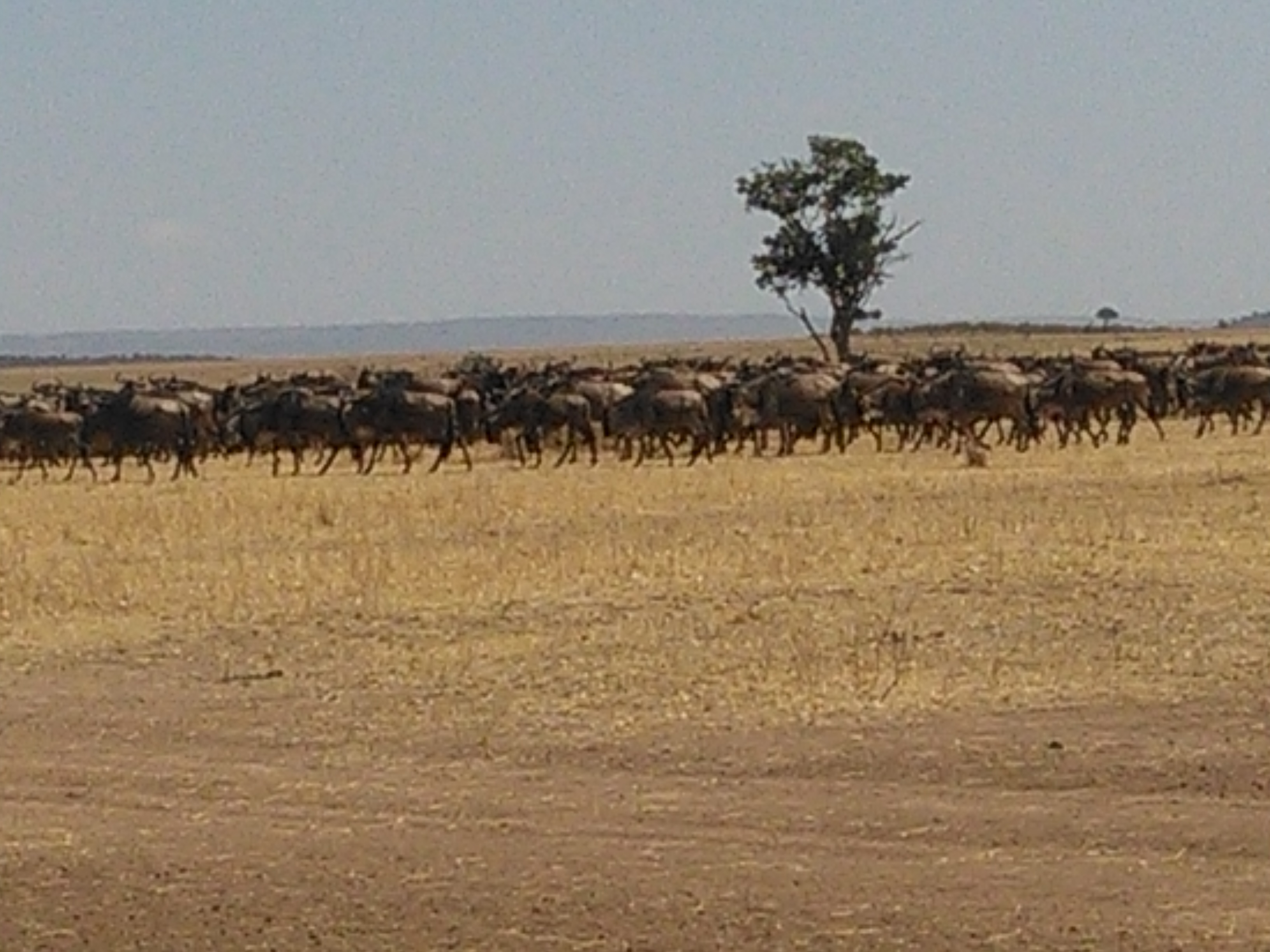 Kenya Adventure Safaris/ Migration Safari Budget Camping Masai Mara.