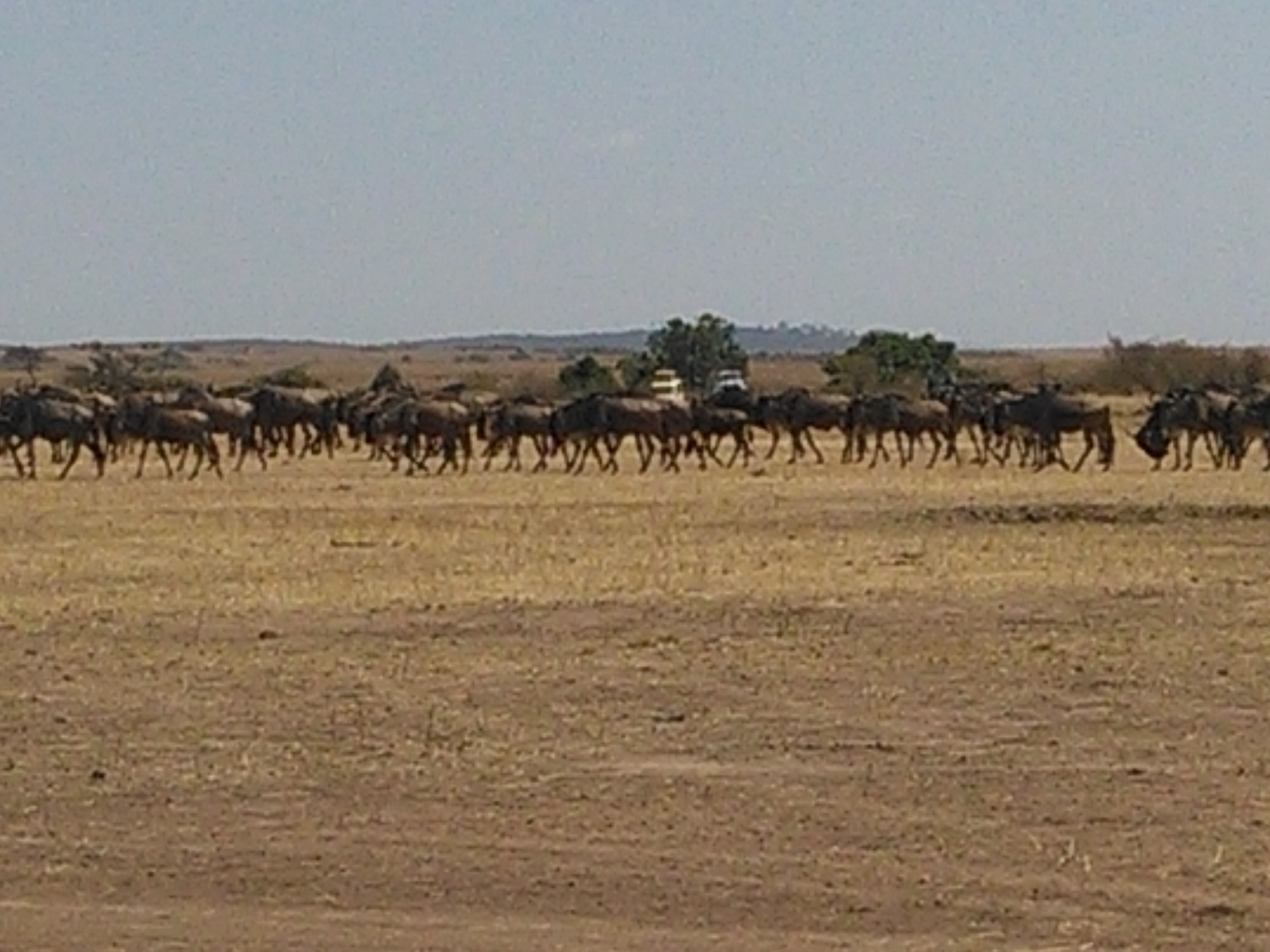 YHA Kenya Adventure Safaris/ Short Budget Camping Safari/Tours.