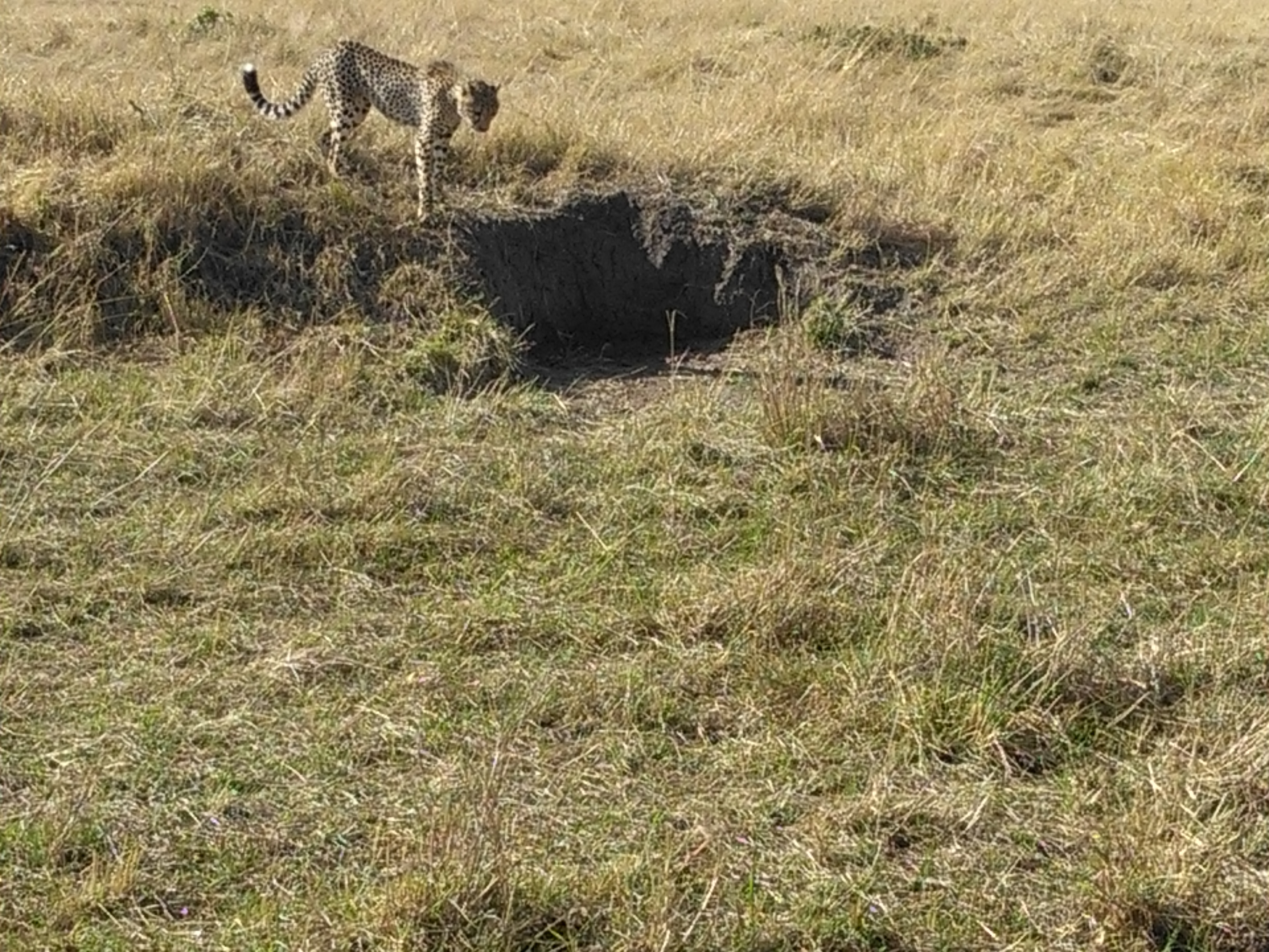 Epic Active Kenya Adventure Safaris/ Budget Camping  Tour.