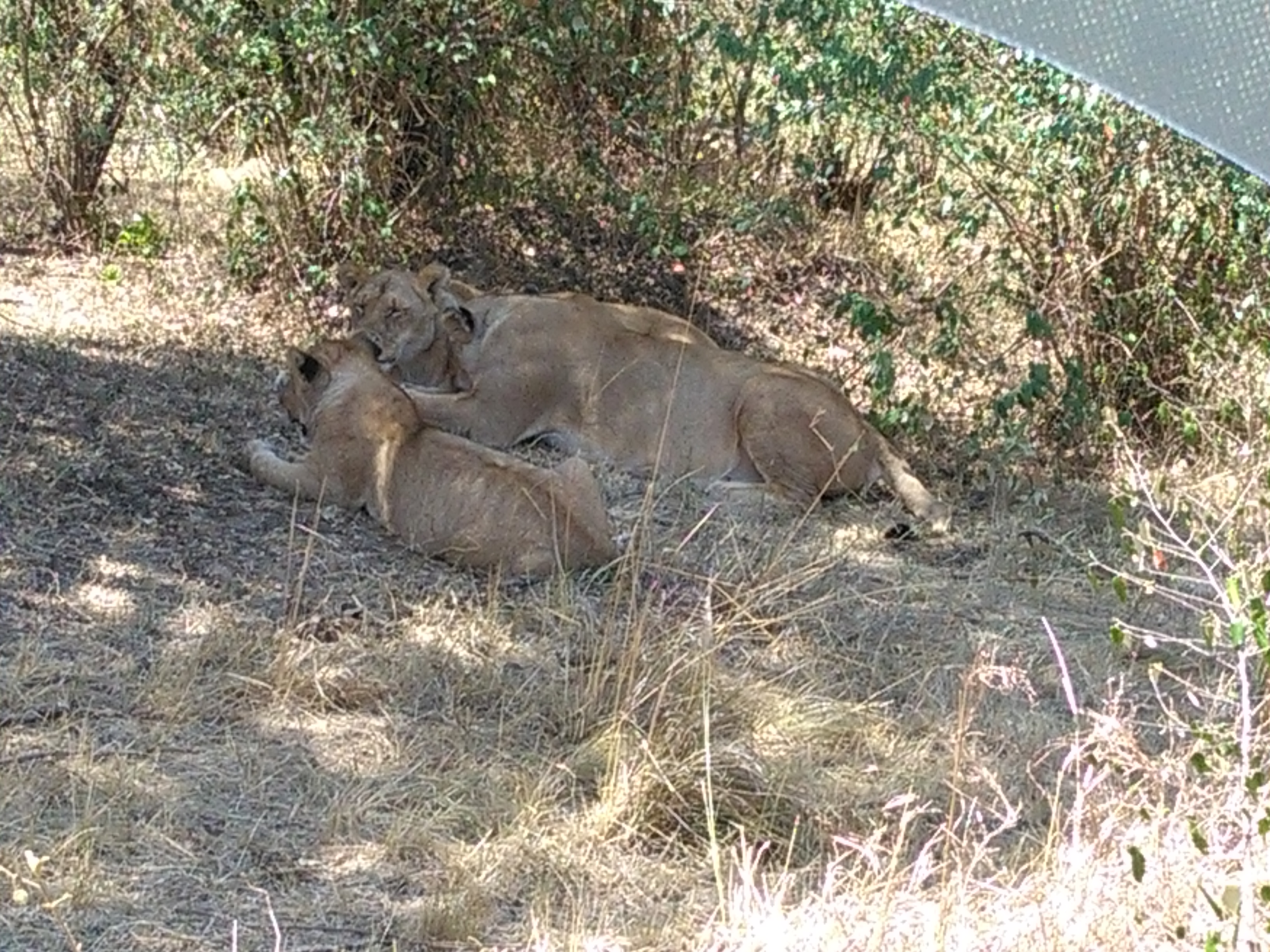 Active Kenya Adventure Safaris/  Budget Camping Tours.