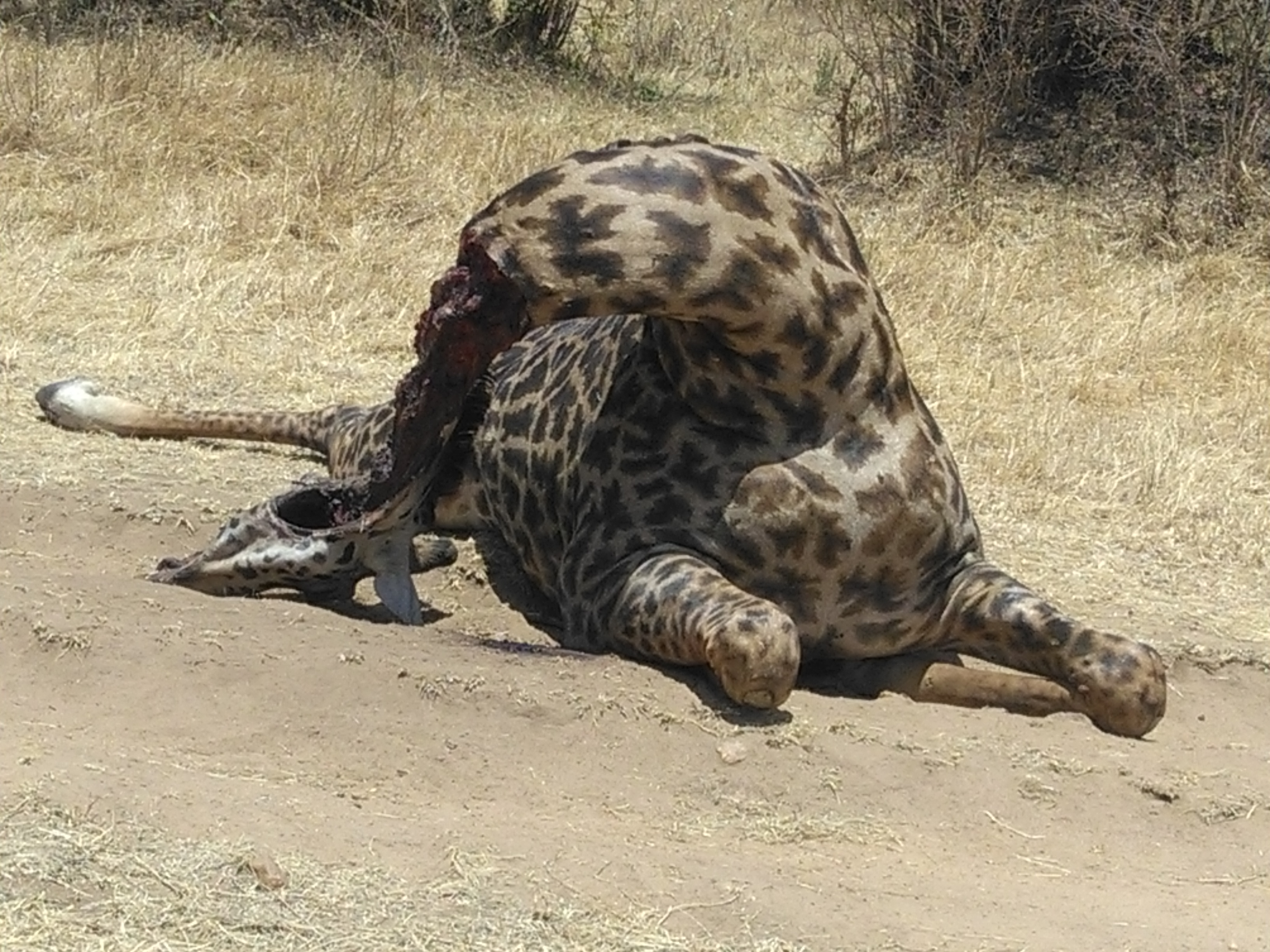 Kenya Adventure Safaris/ Short Budget Camping Safaris Booking.