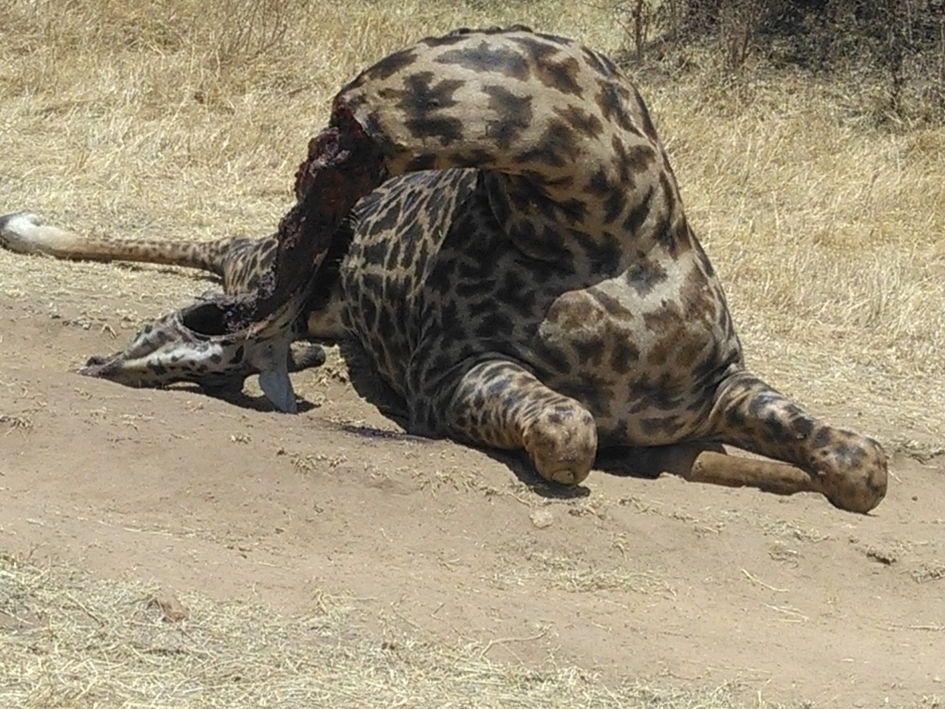 Kenya Adventure Safaris/ Budget Camping Safari Bookings.