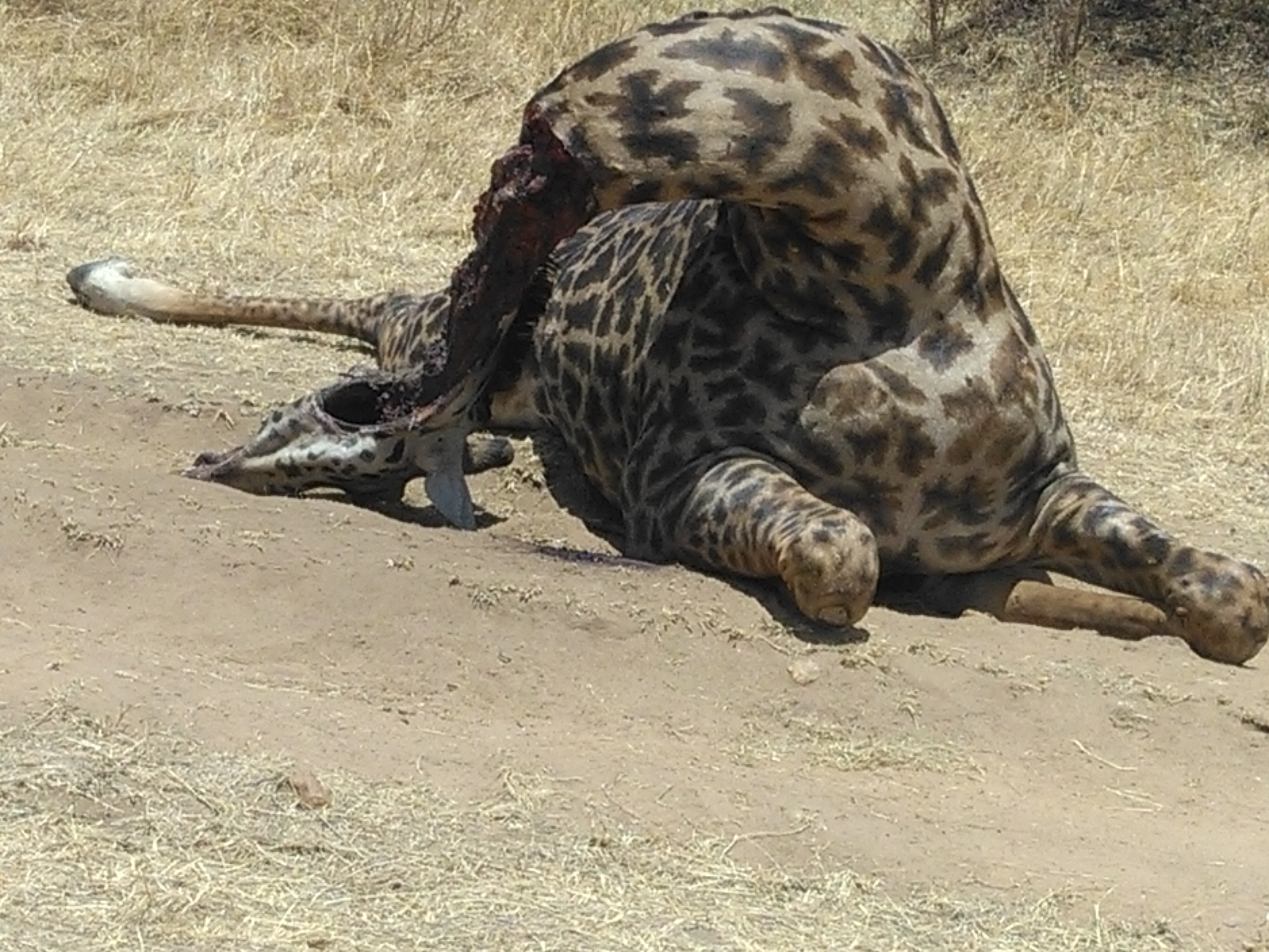 Kenya Adventure Safaris/ Epic Active Short Budget Camping Safaris.