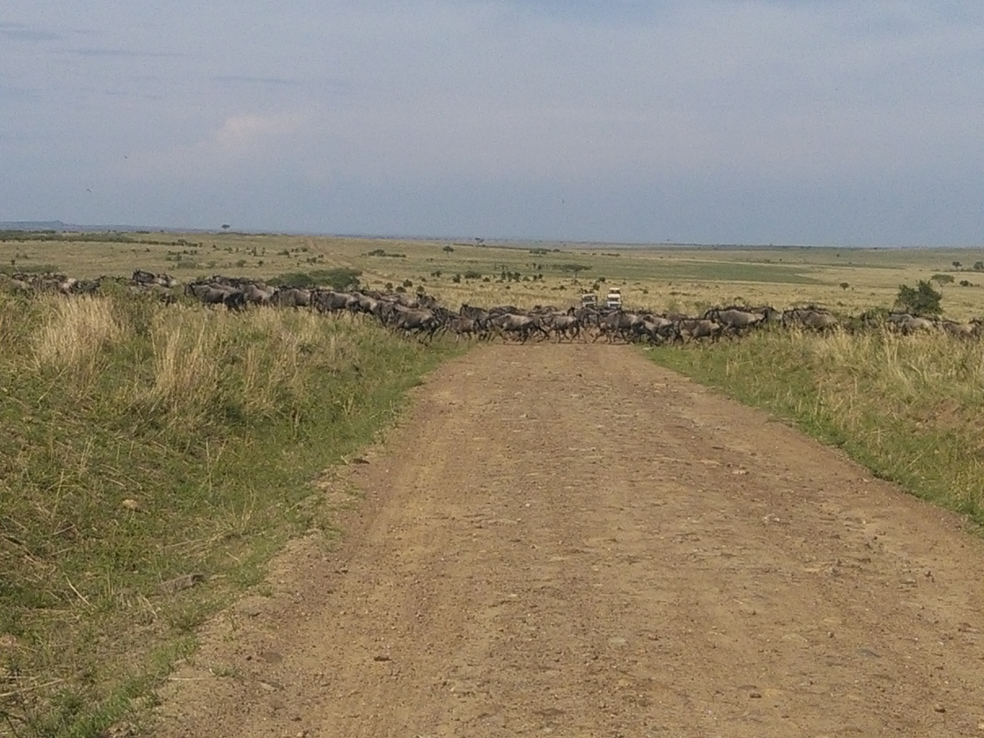 The Epic great wildebeest migration in Masai Mara Safari.