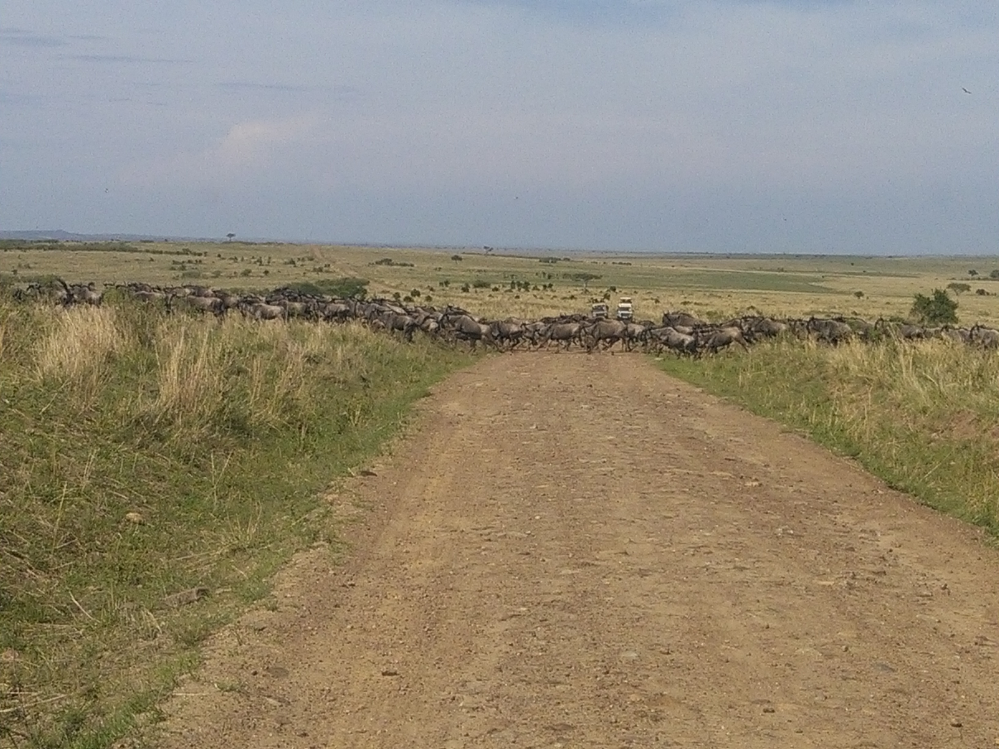 The great wildebeest migration in Masai Mara/Kenya Budget Safaris.