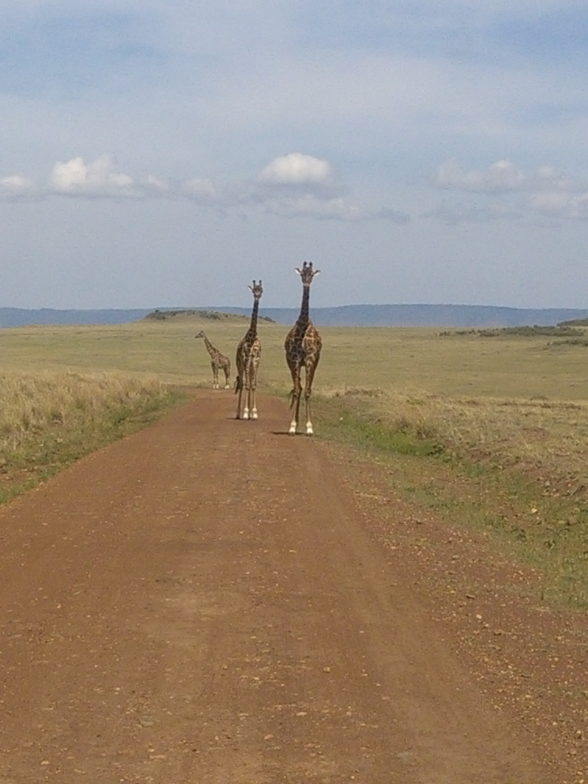 The great wildebeest migration in Masai Mara/Kenya Adventure Safaris.