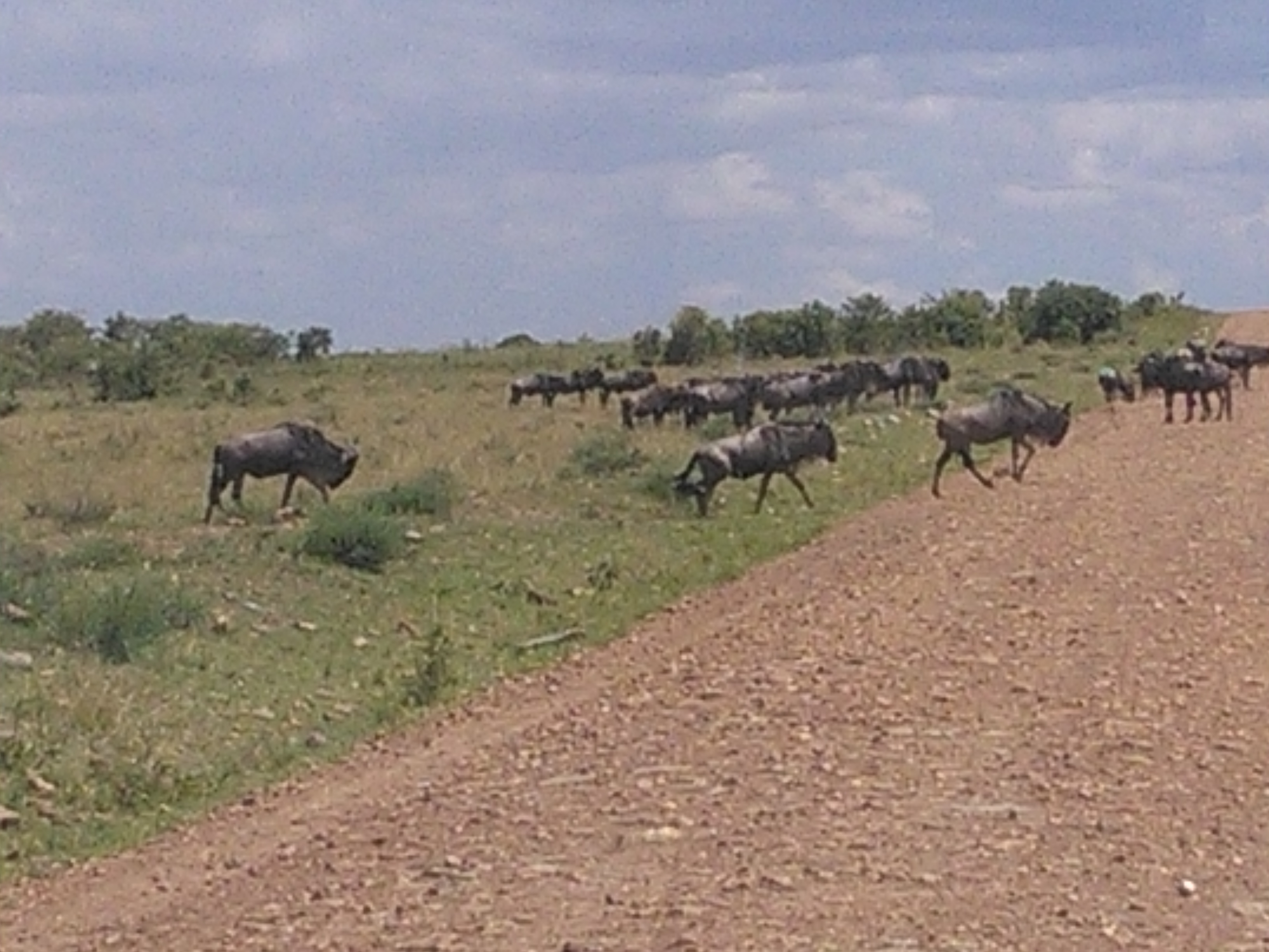 Kenya Wildebeest Migration Safari, YHA Kenya Travel Masai Mara Tour Package.