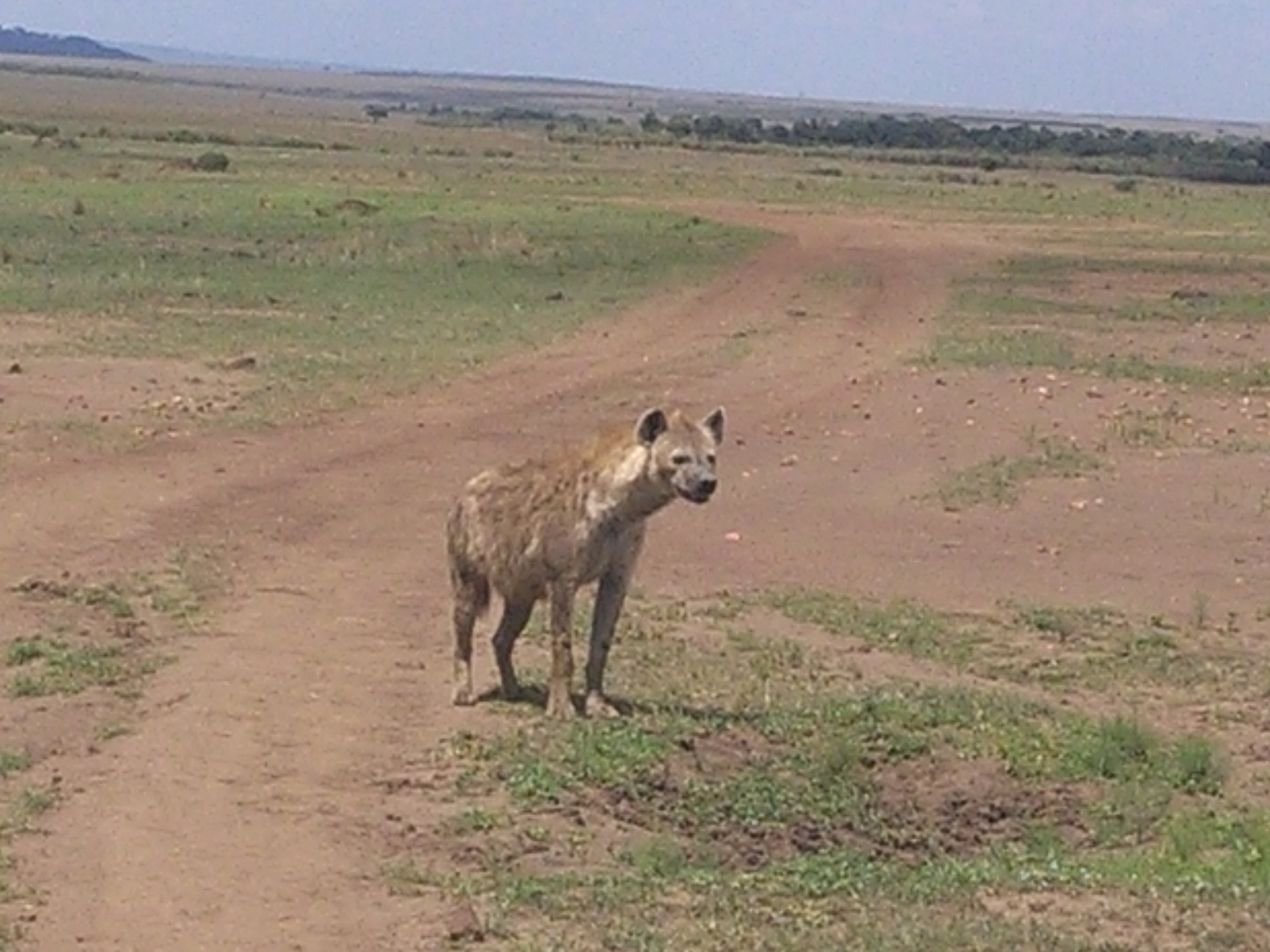 Wildebeest Migration In Masai Mara/Classic Kenya Adventure Safaris.