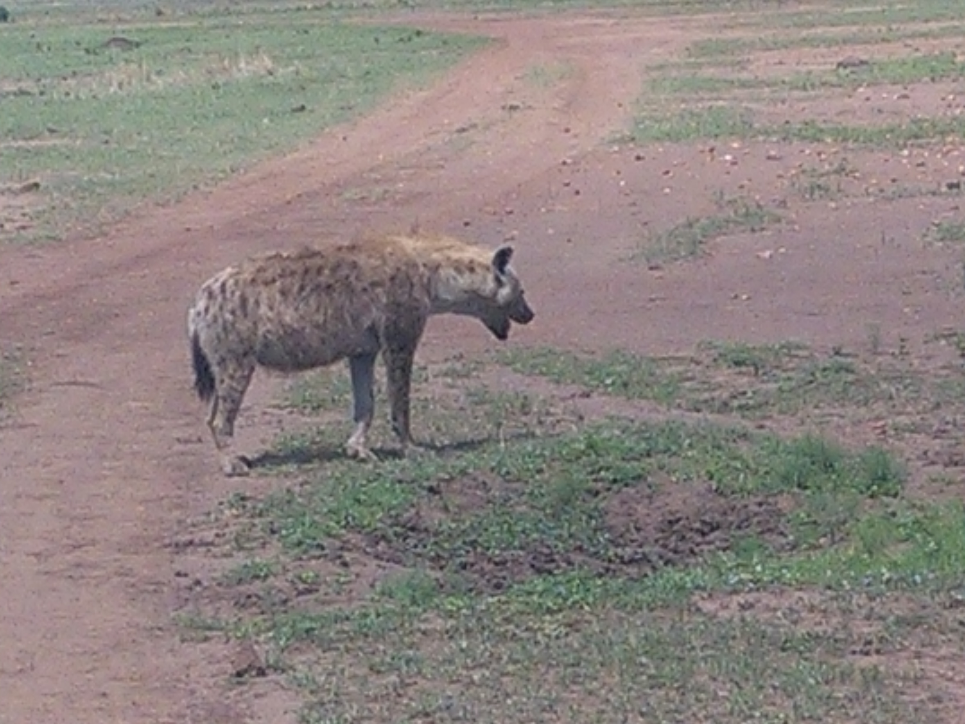 Wildebeest Migration In Masai Mara/ Kenya Adventure Safaris.
