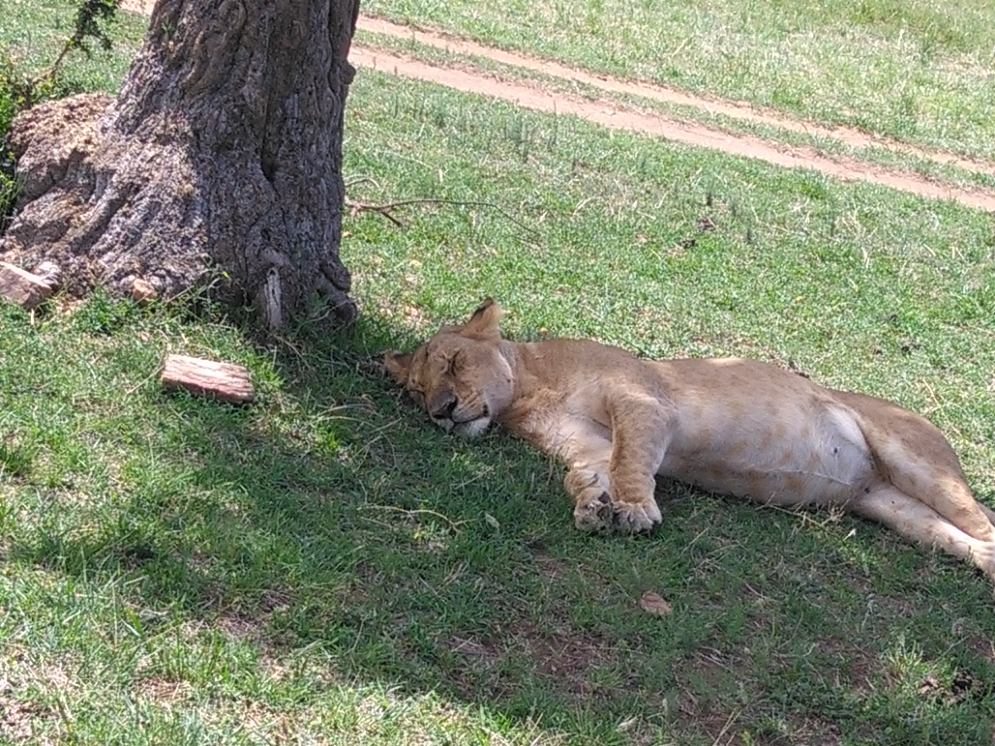 Kenya Budget Safaris/ Epic Adventure Kenya Safari Packages.