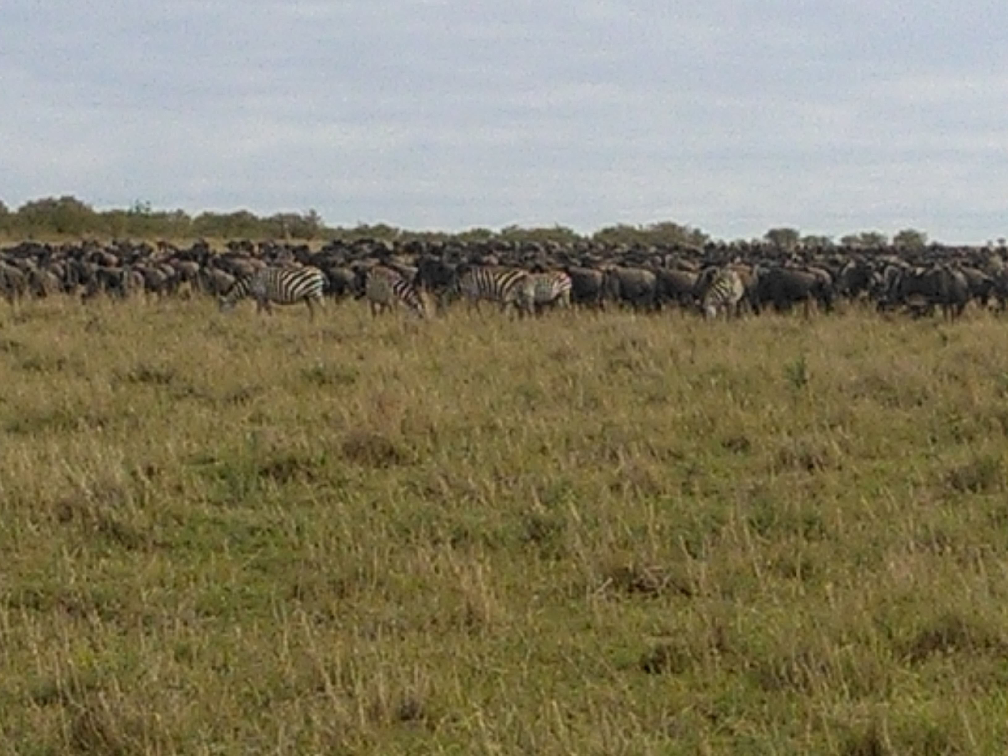 Kenya Wildebeest Migration Safari, YHA Kenya Travel /Safari Booking Package.