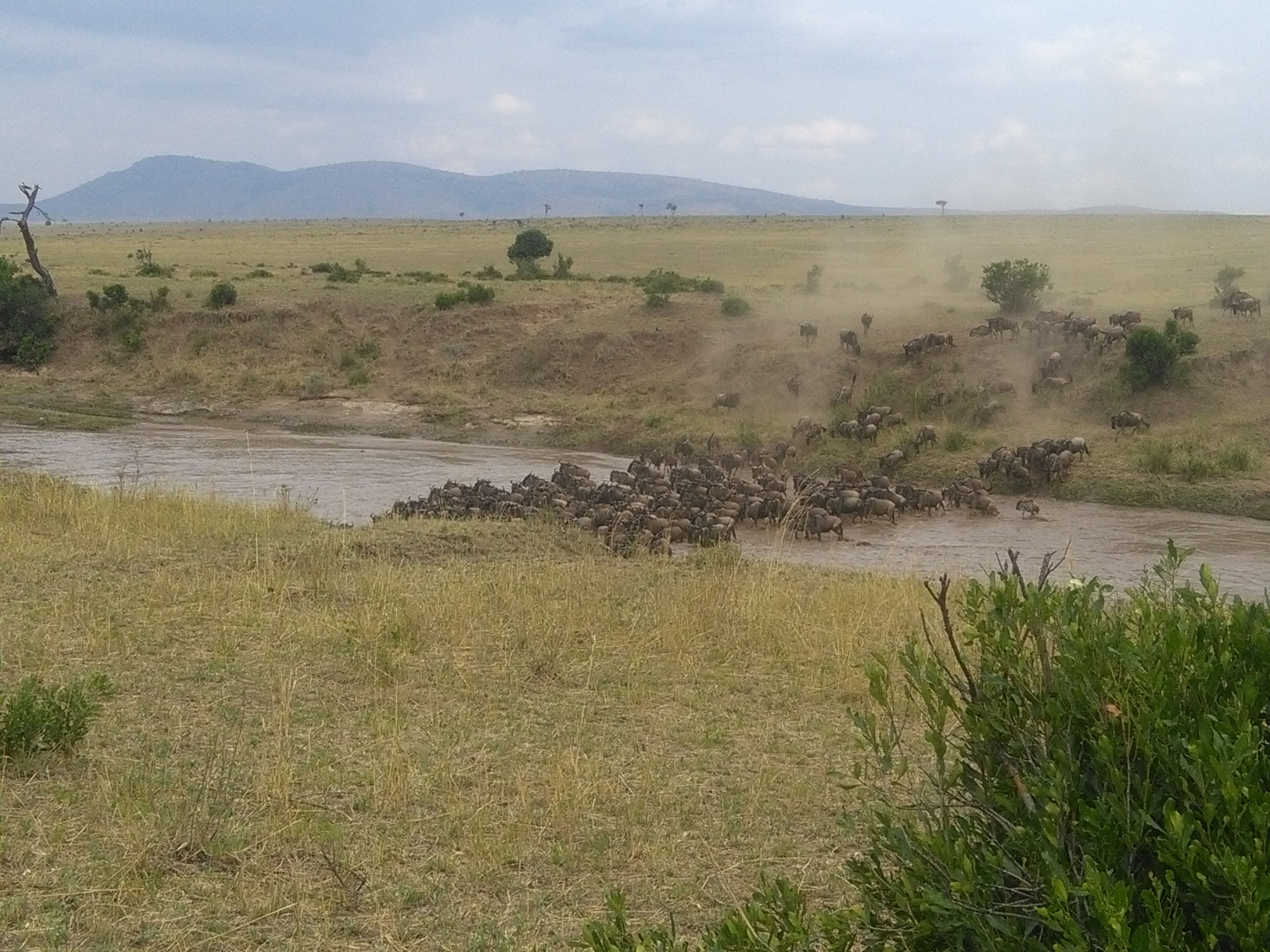 Kenya Wildebeest Migration Safari Booking/ YHA Kenya Travel/ Tour Package.
