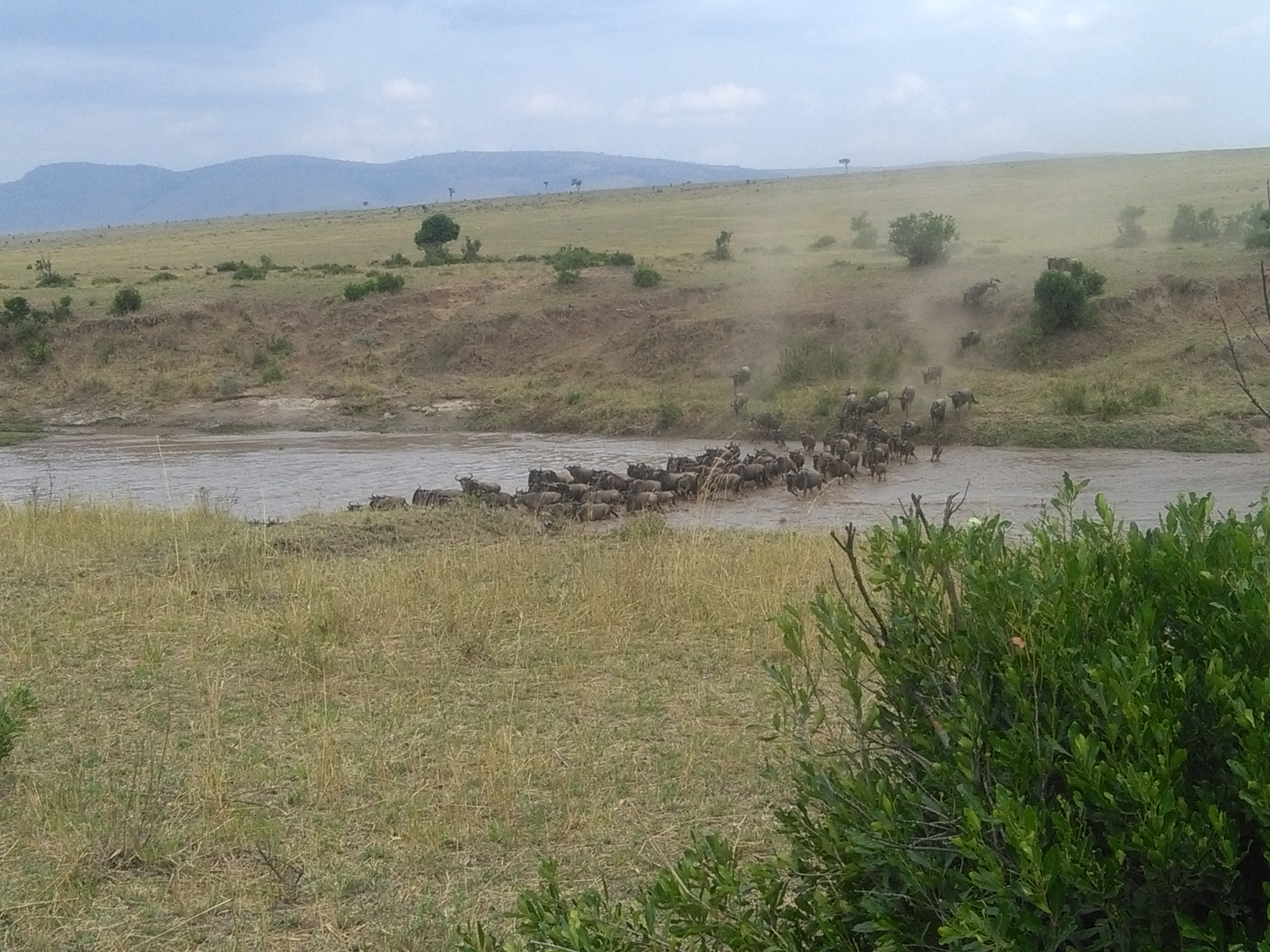 Kenya Epic  Wildebeest Migration Safari, YHA Kenya Travel Tours Package.