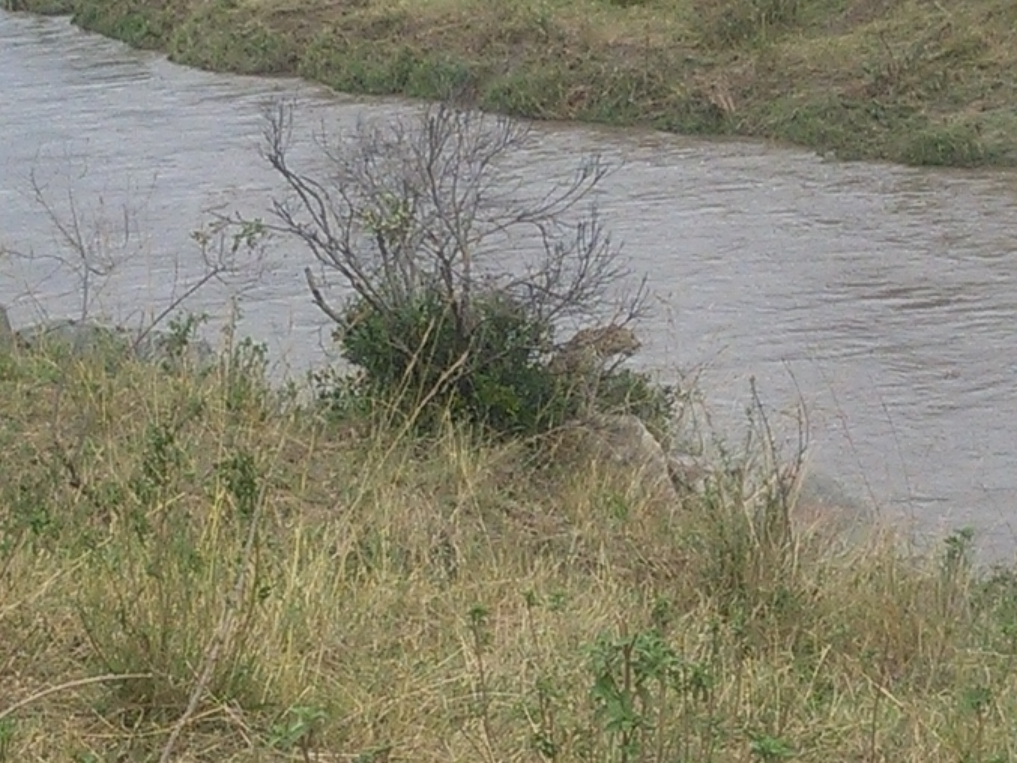 Kenya Wildebeest Migration Safari, YHA Kenya Travel Package.