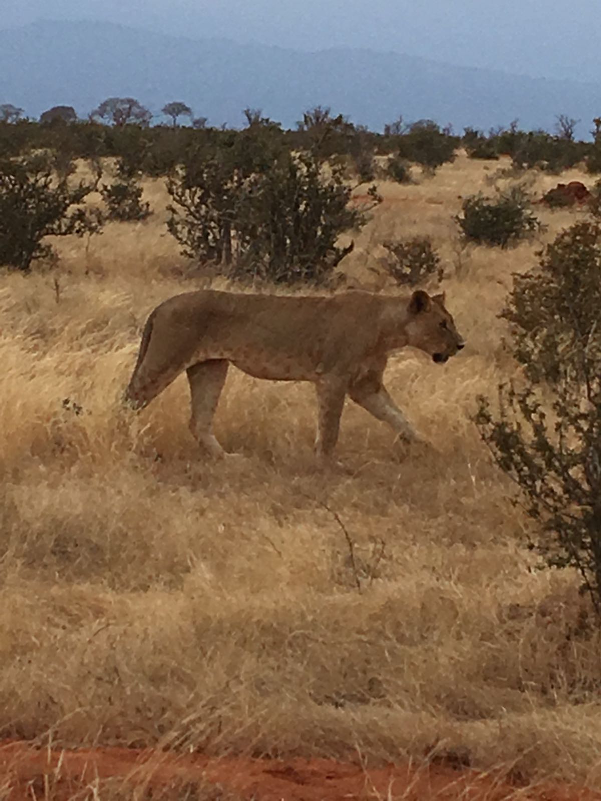 Epic Kenya Adventure Safaris/YHA Kenya Travel/African Budget Tours 