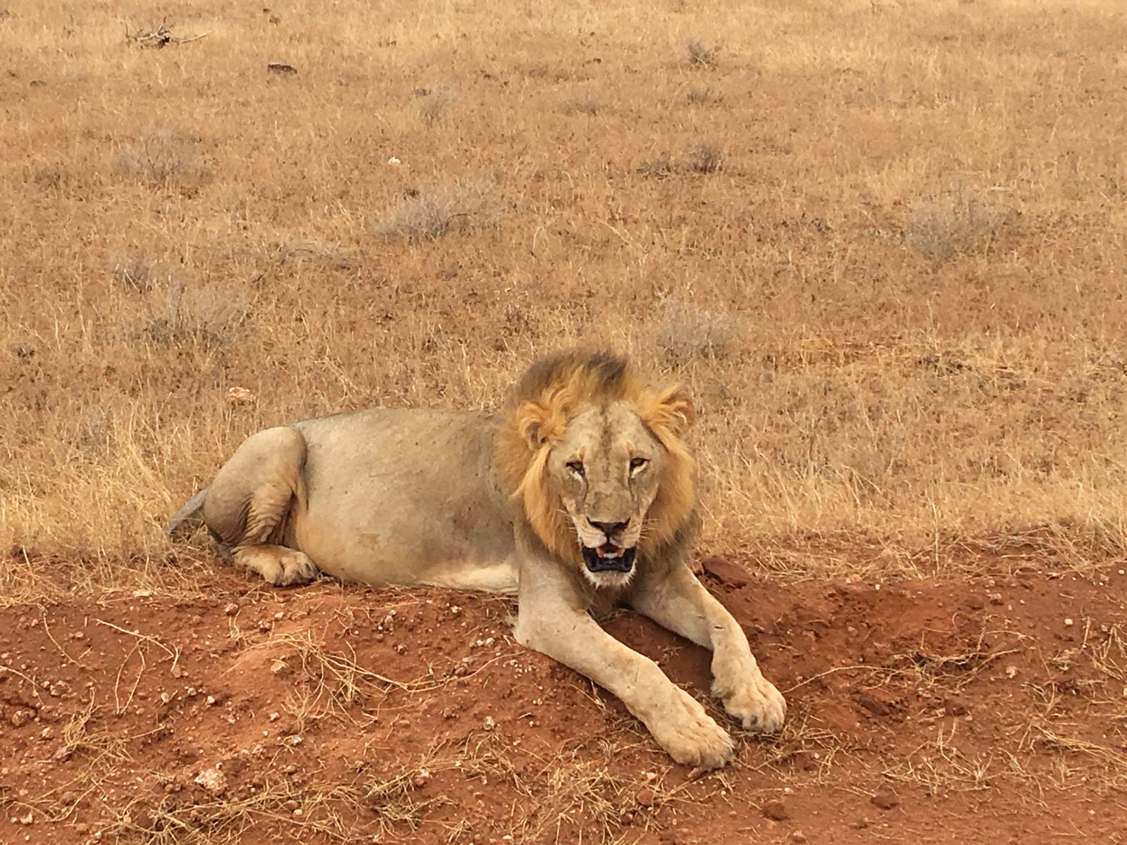 Kenya Budget Safaris/ Active Adventure Tours/YHA Kenya Travel.