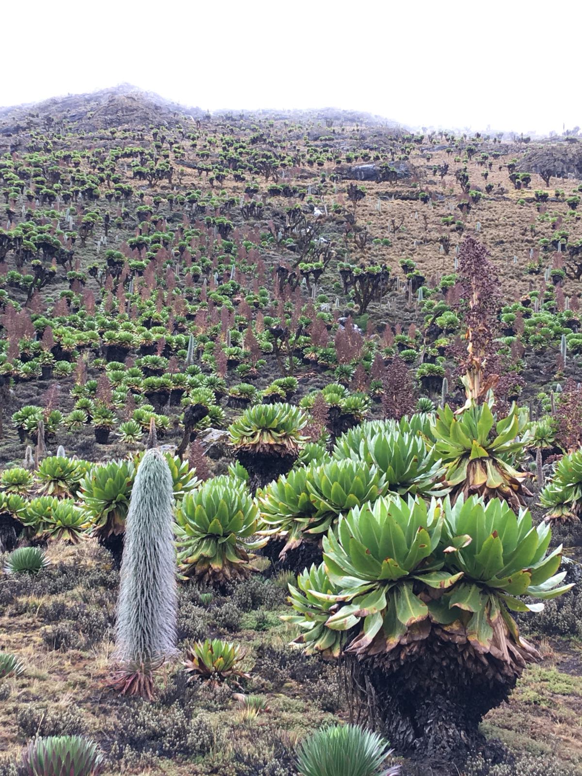 Flora & Fauna Climbing Mount Kenya Routes, YHA Kenya Travel, Mountain Adventures.