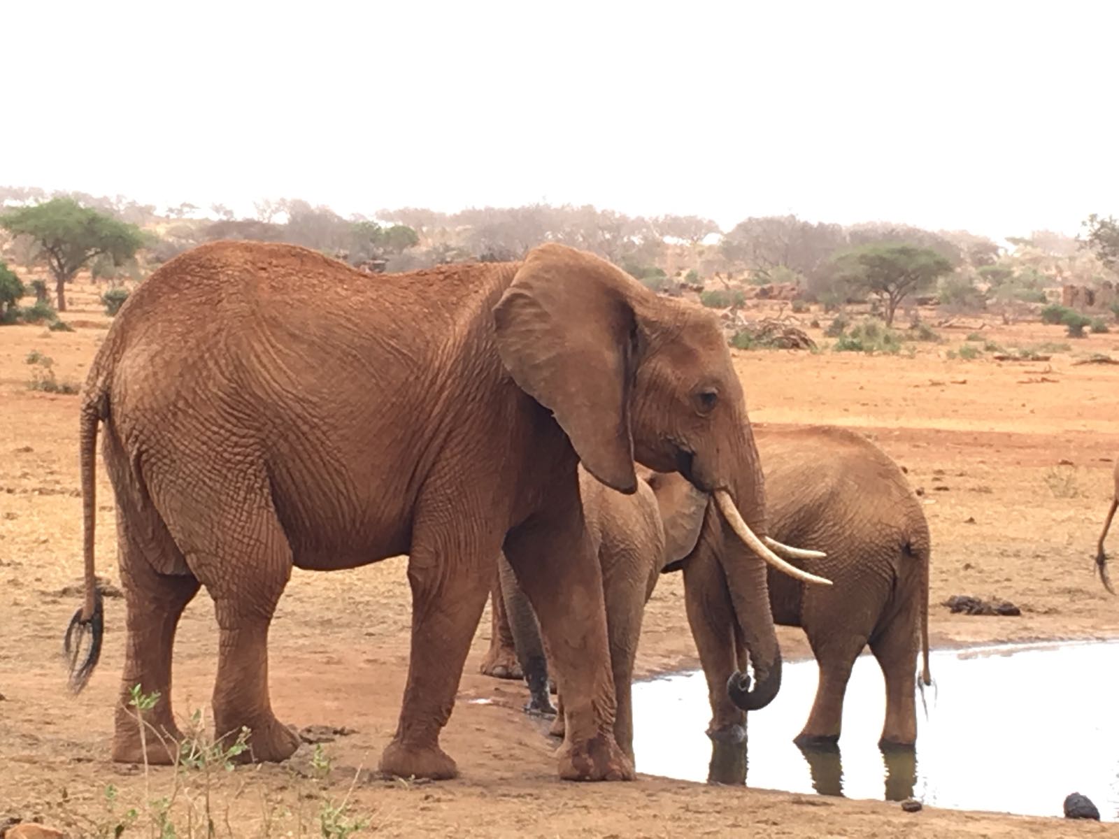 Kenya Budget Safaris/ Active Adventure Camping Safari Tours.