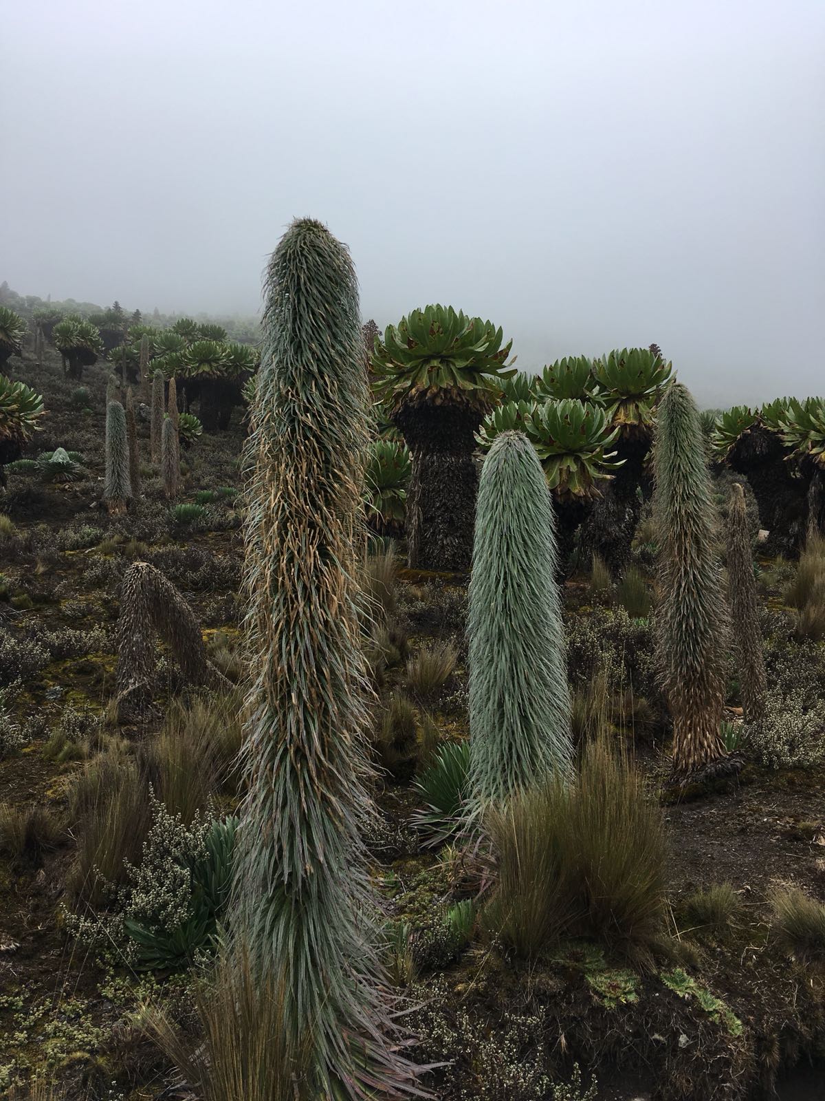 Trips To Mount Kenya, YHA Kenya Travel, Mountain Adventures.
