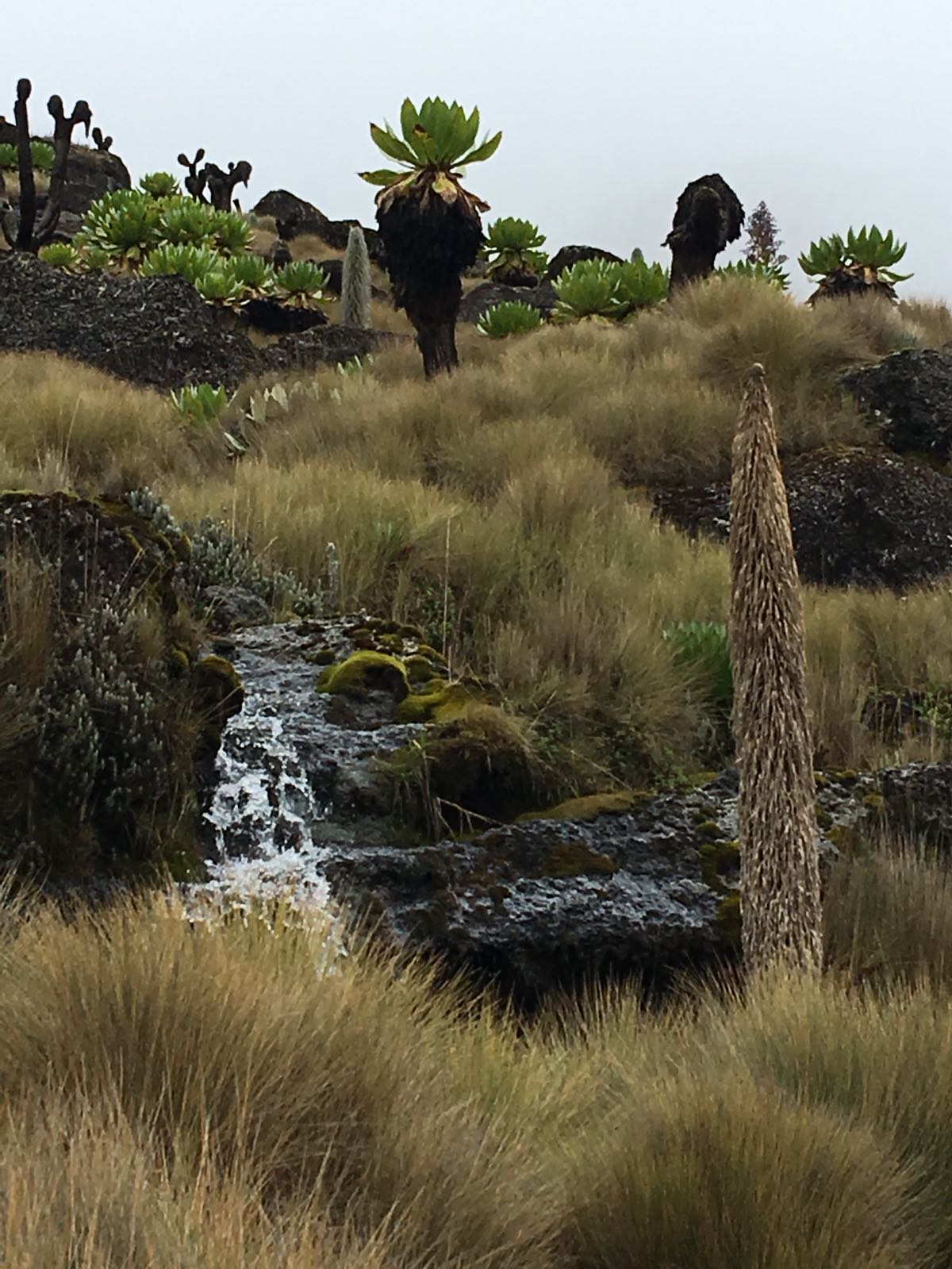 Mount Kenya Climbing Safaris, YHA Kenya Travel, Mountain Adventures.