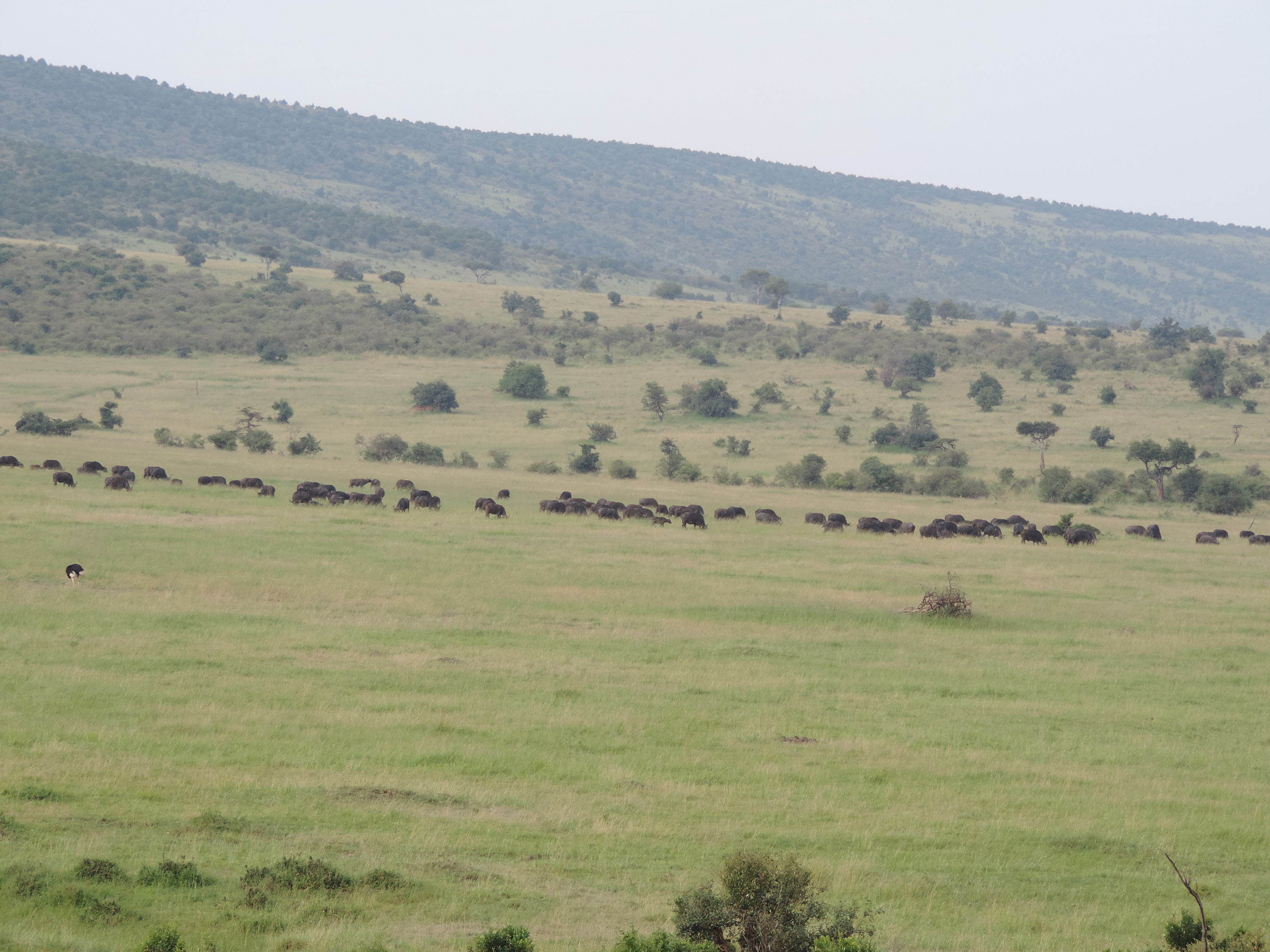 YHA Kenya Travel Tours And Safaris- Kenya Adventure Budget Camping Safaris.