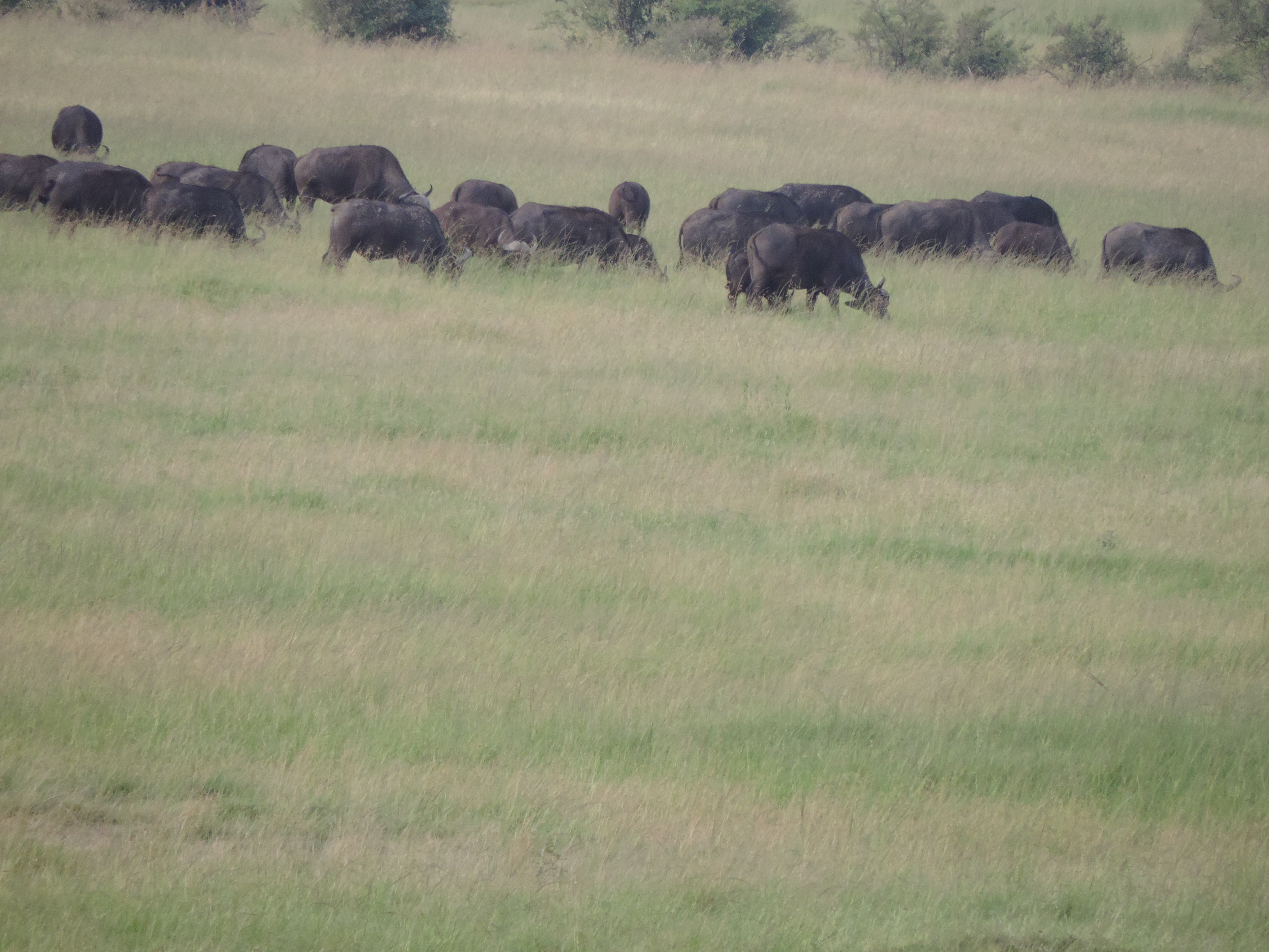 Kenya Adventure Safaris Booking, YHA Kenya Travel, Masai Mara Budget Tours.