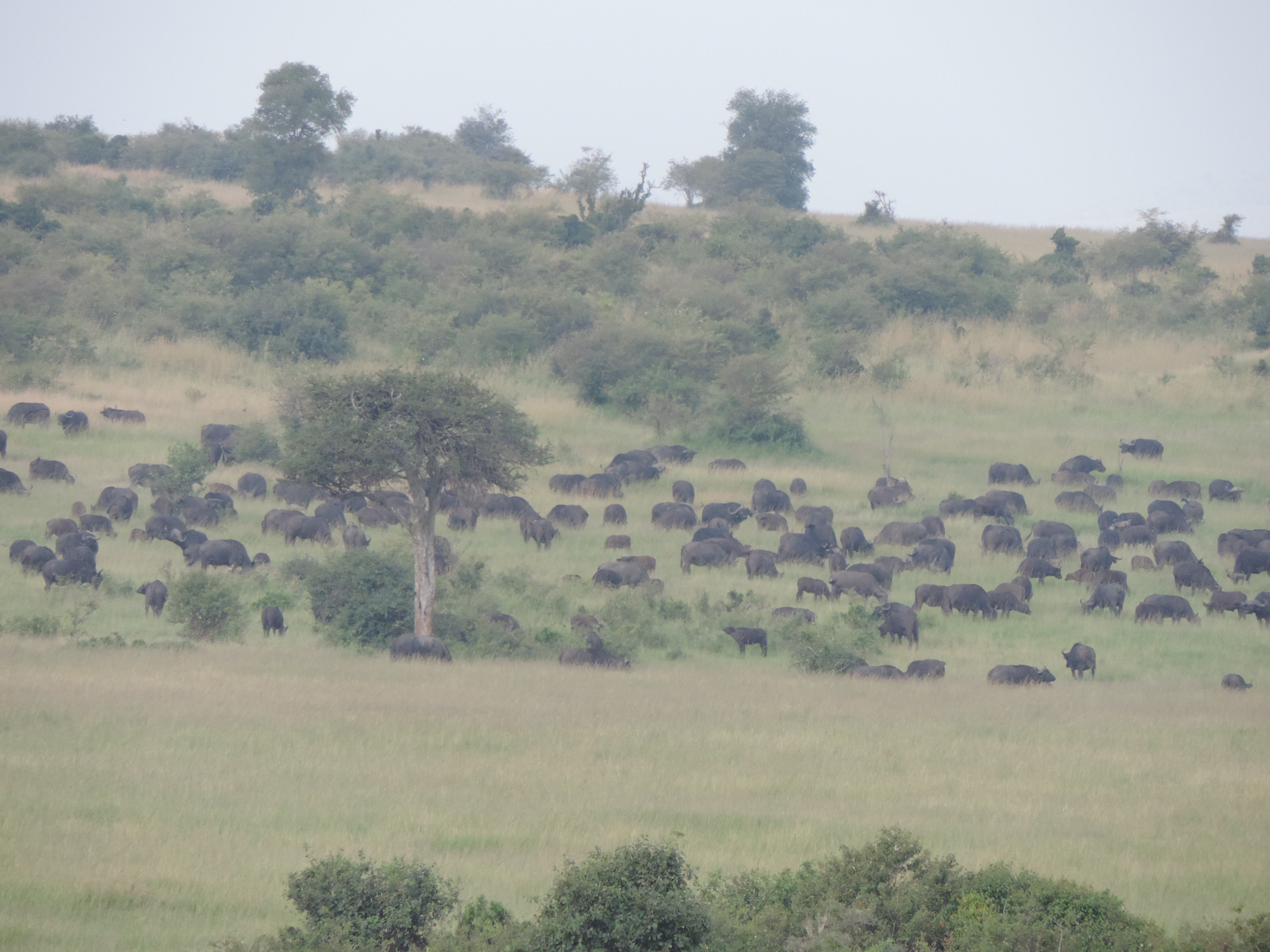 The Big Five Animals, Kenya Adventure Safaris Booking, YHA Kenya Travel,Masai Mara Tours.