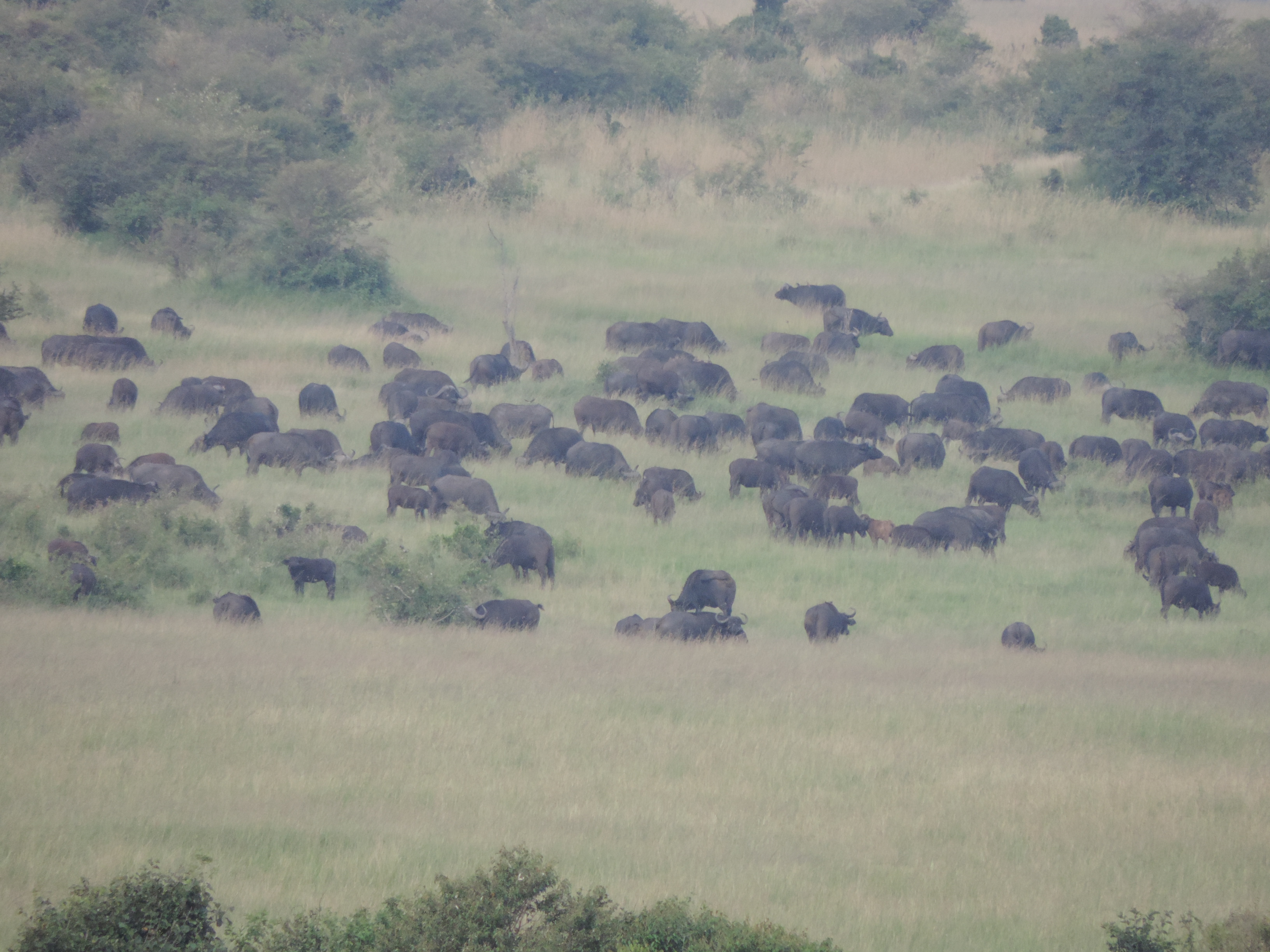 The Big Five Animals, Kenya Adventure Safaris, YHA Kenya Travel,Masai Mara Tours.