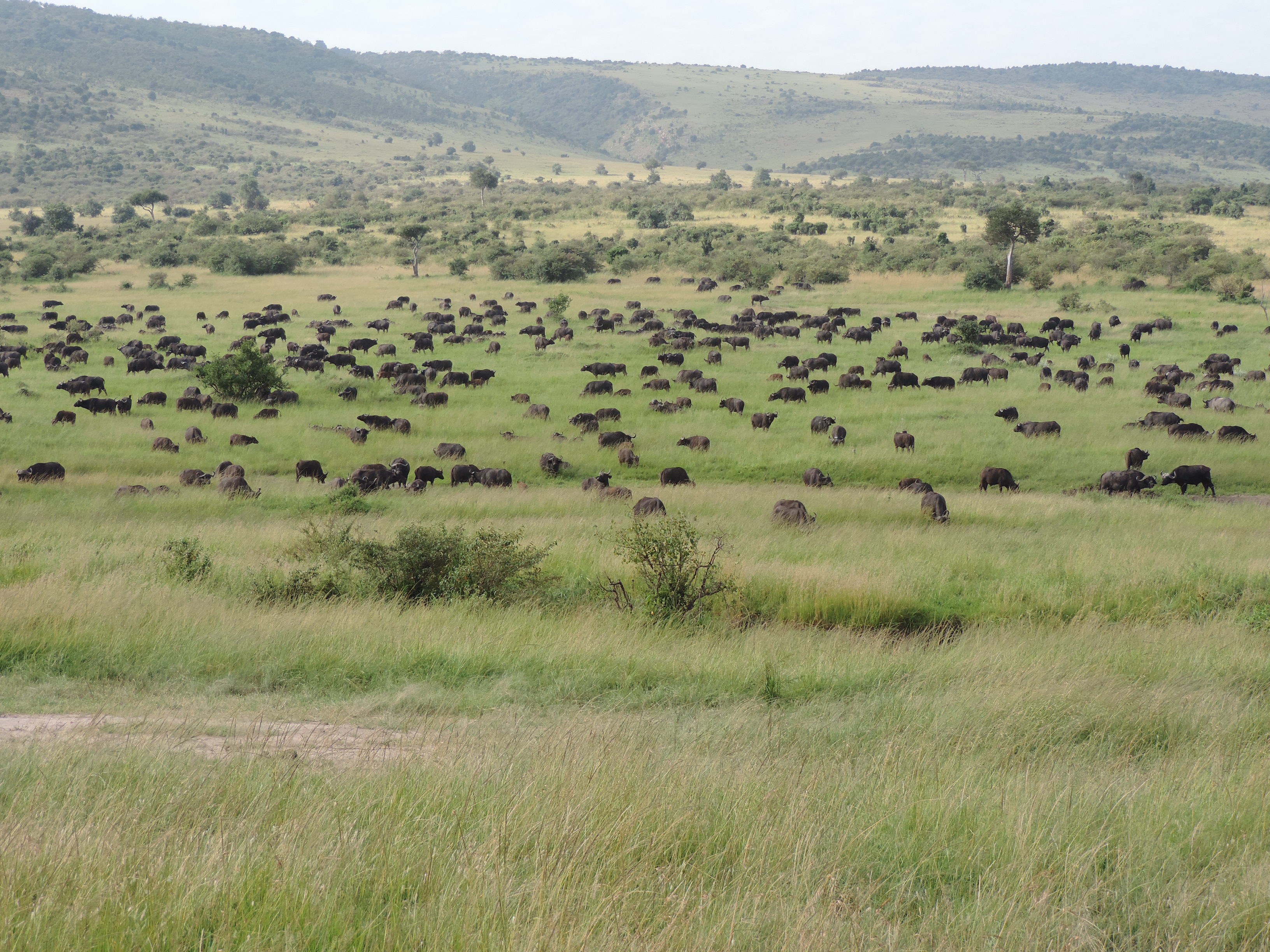 The Big Five Animals, Kenya Adventure Safari Experience, Budget Travel,Masai Mara Tours.
