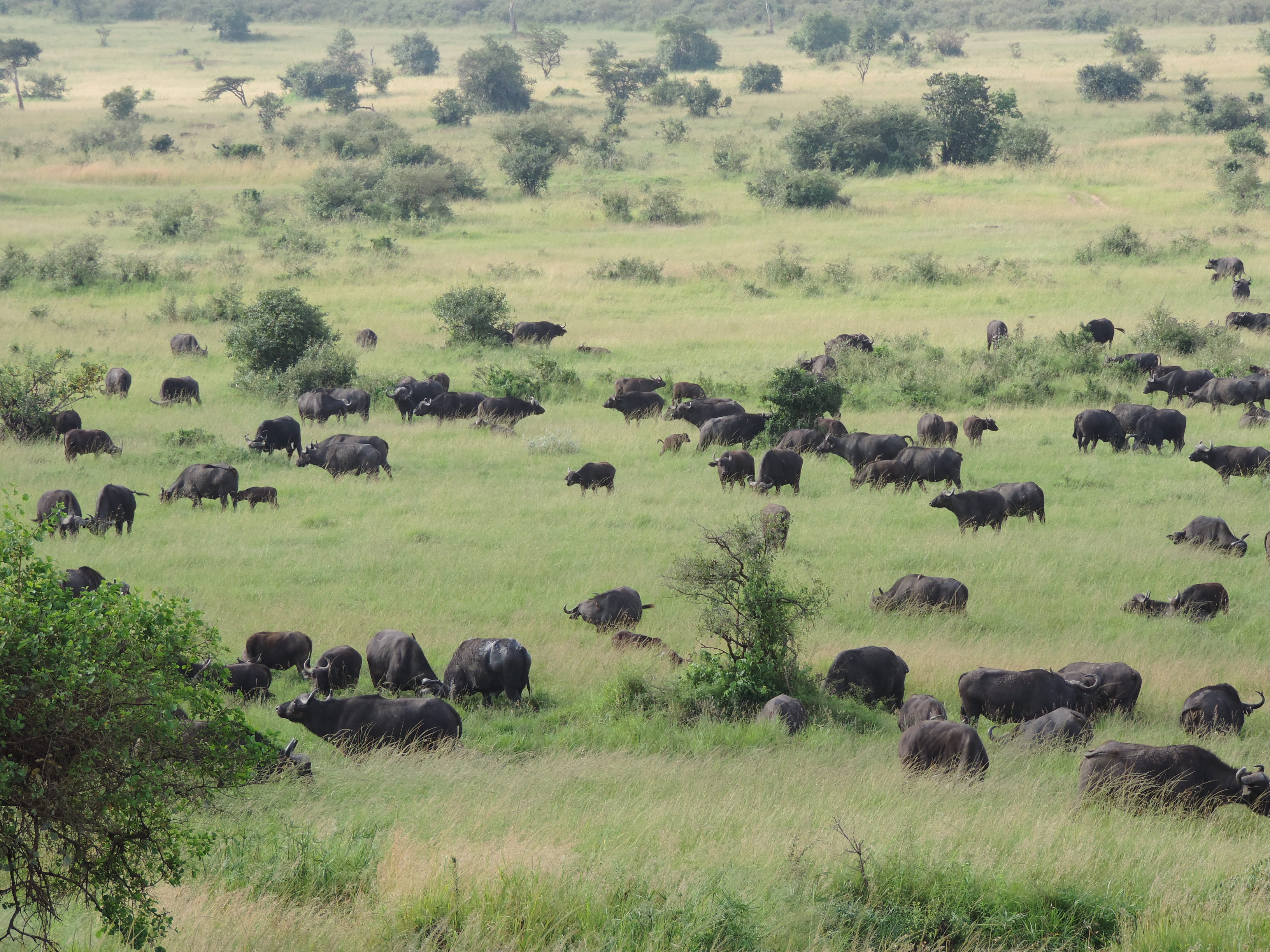 The Big Five Safari Bookings, YHA Kenya Travel, Masai Mara Tours Experience.