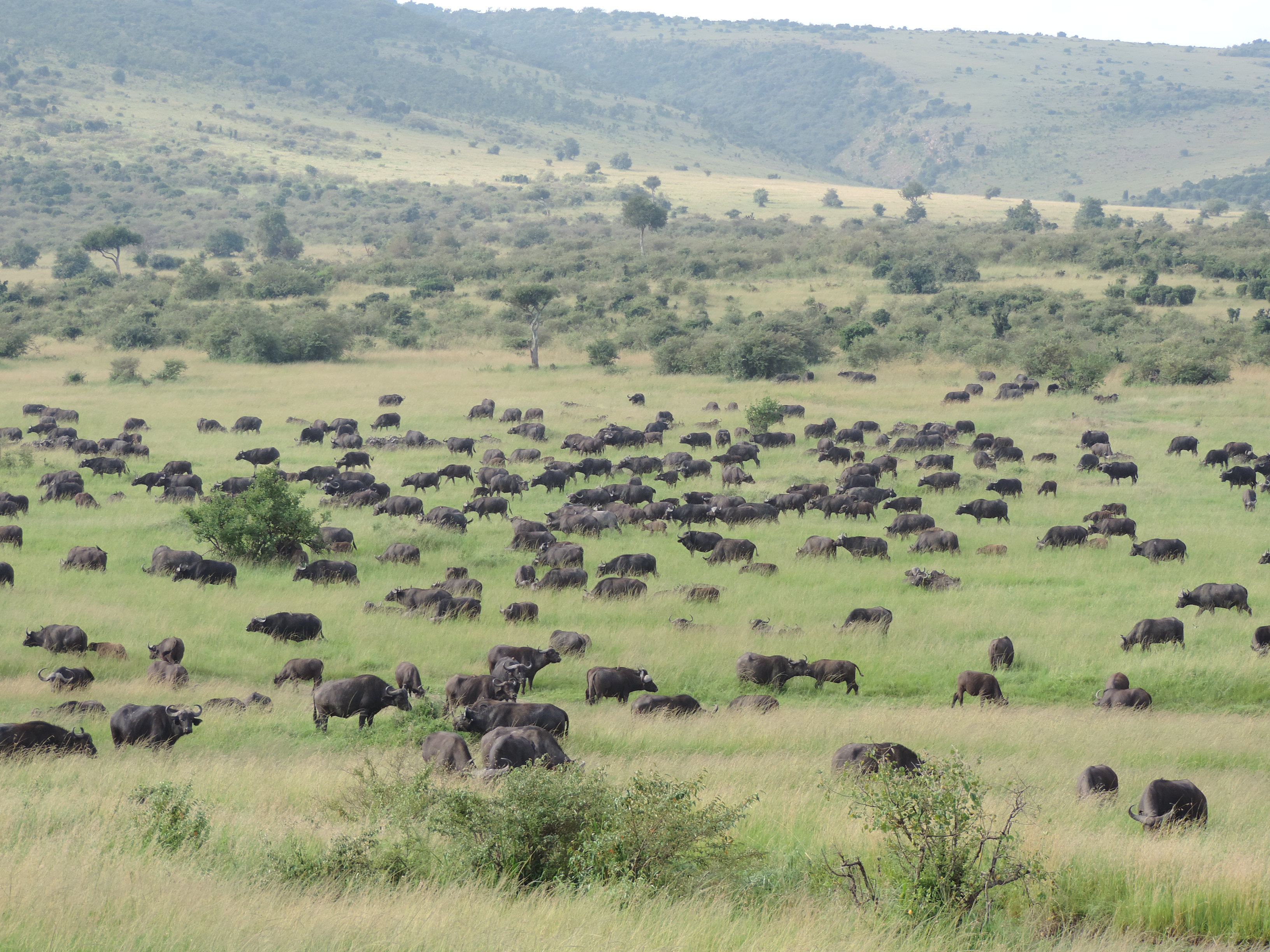 Epic Active Kenya Adventure Safaris, YHA Kenya Travel,Masai Mara Budget Tours.