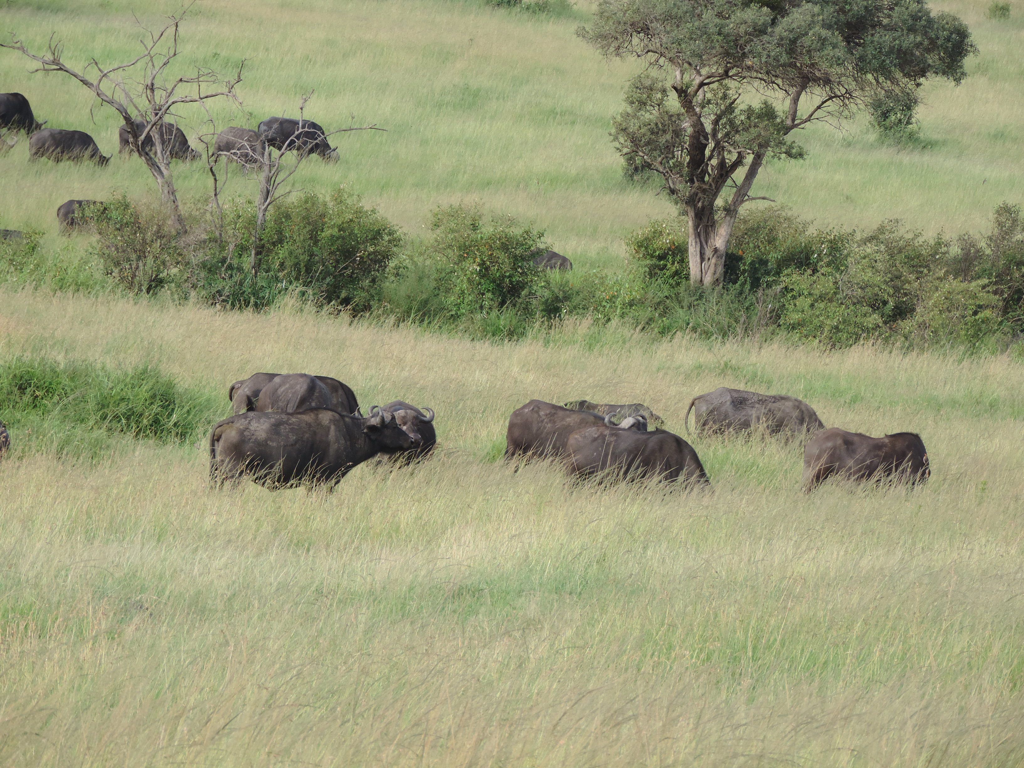 Epic Active Kenya Adventure Safaris, YHA Group Guided Travel, Masai Mara Budget Tours.