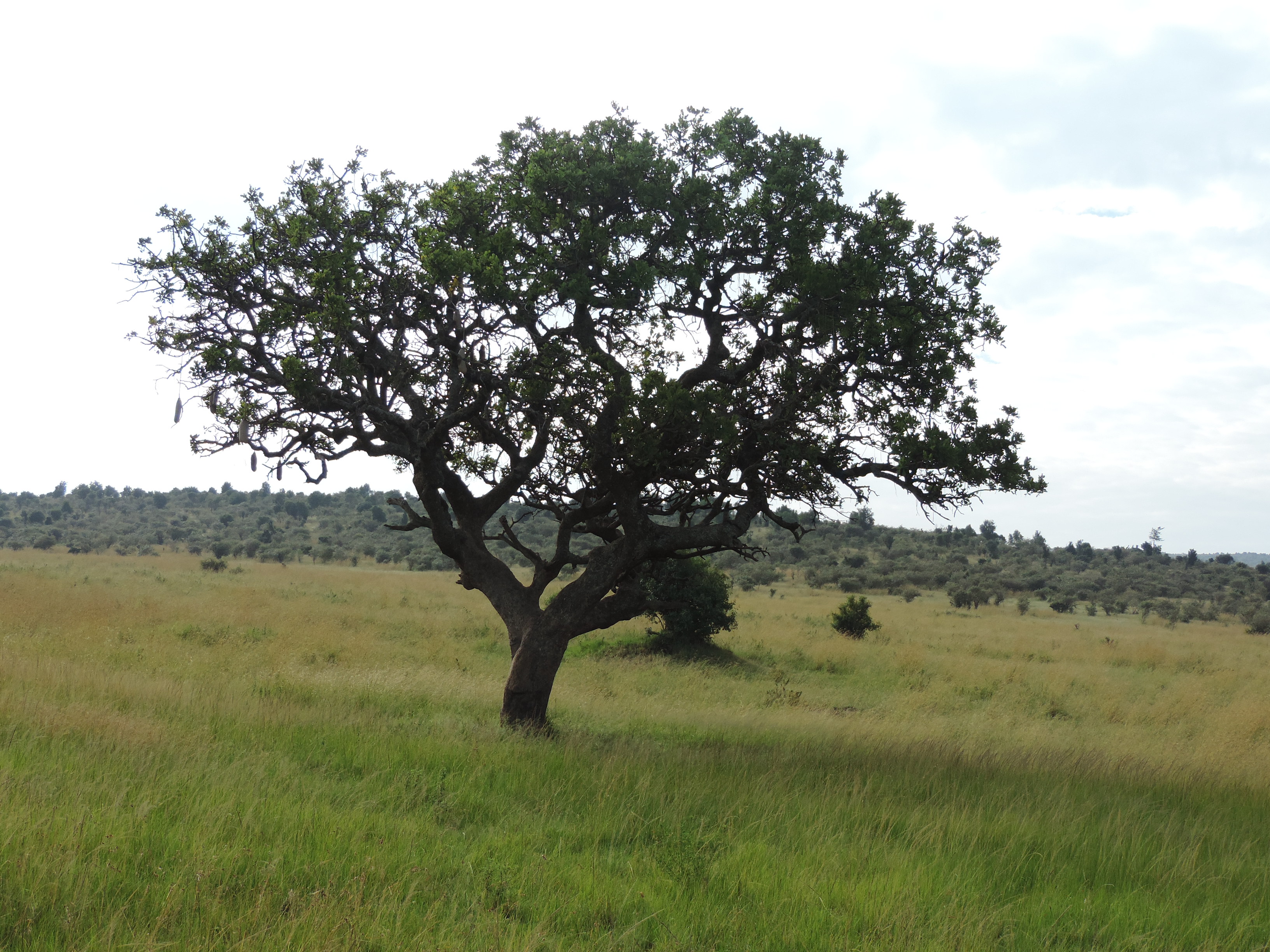 Epic Active Small Group Adventure Safaris, YHA Kenya Travel,Masai Mara Budget Tours.